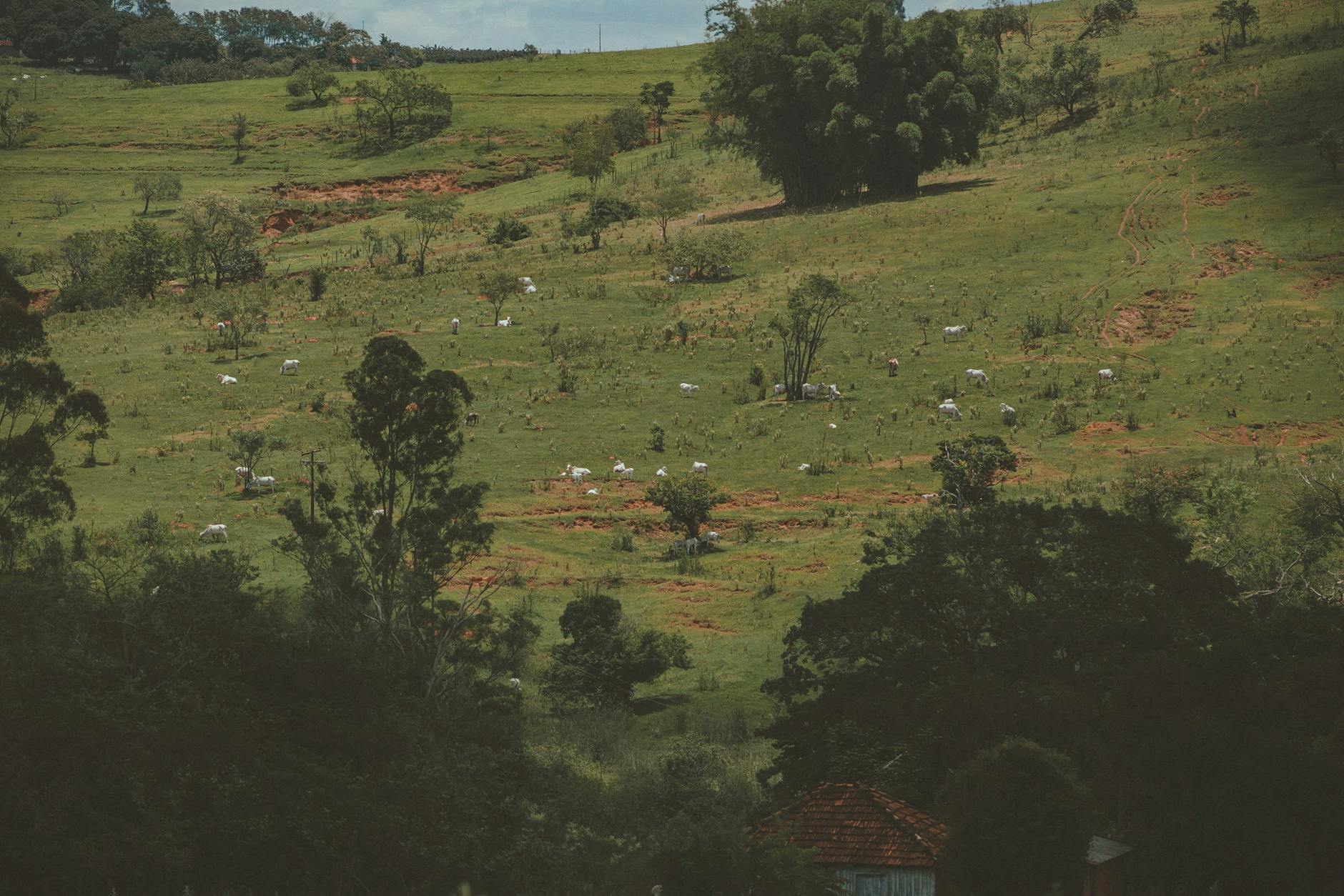 Soil & Ecology — Nan