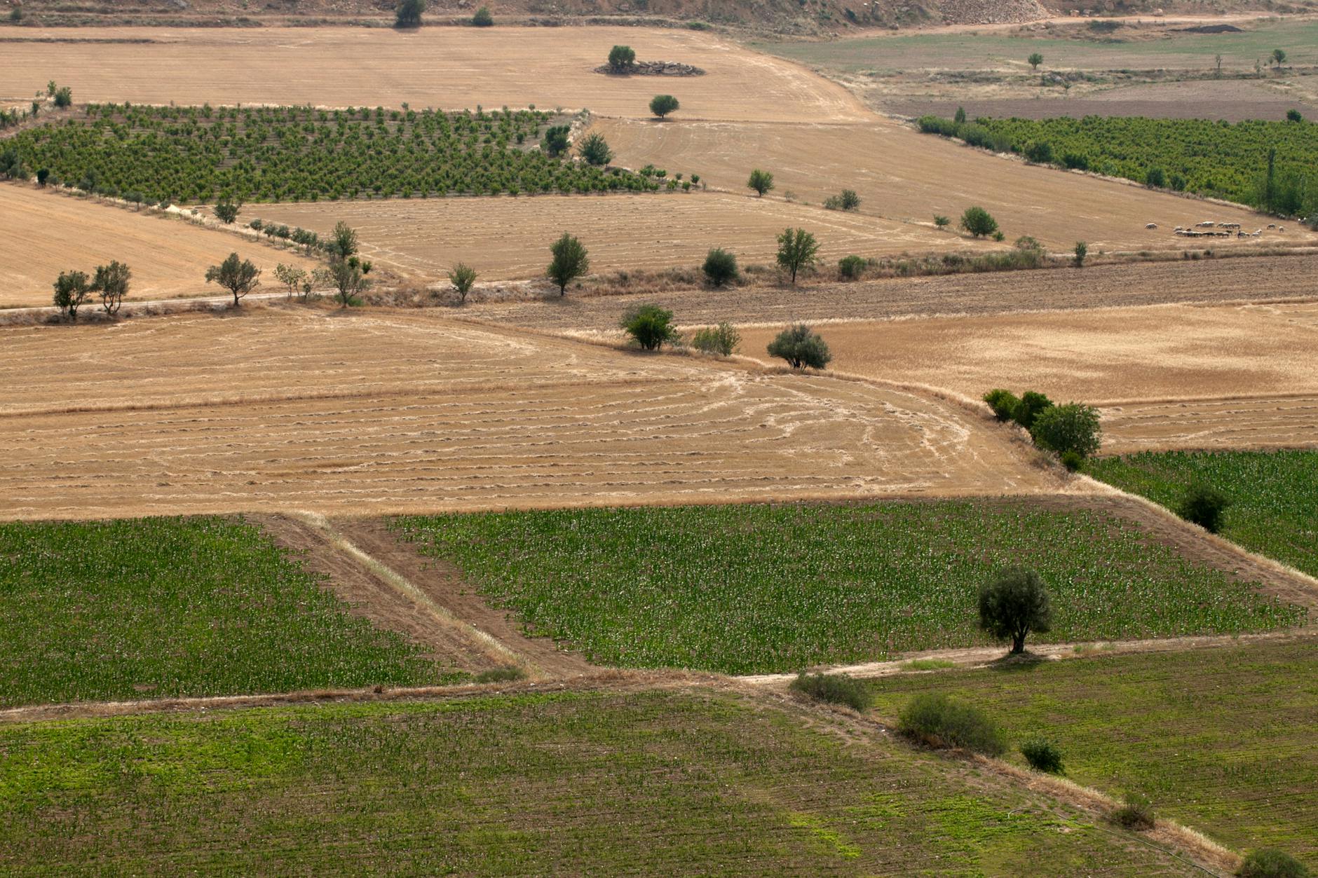 Soil & Ecology — Somatane