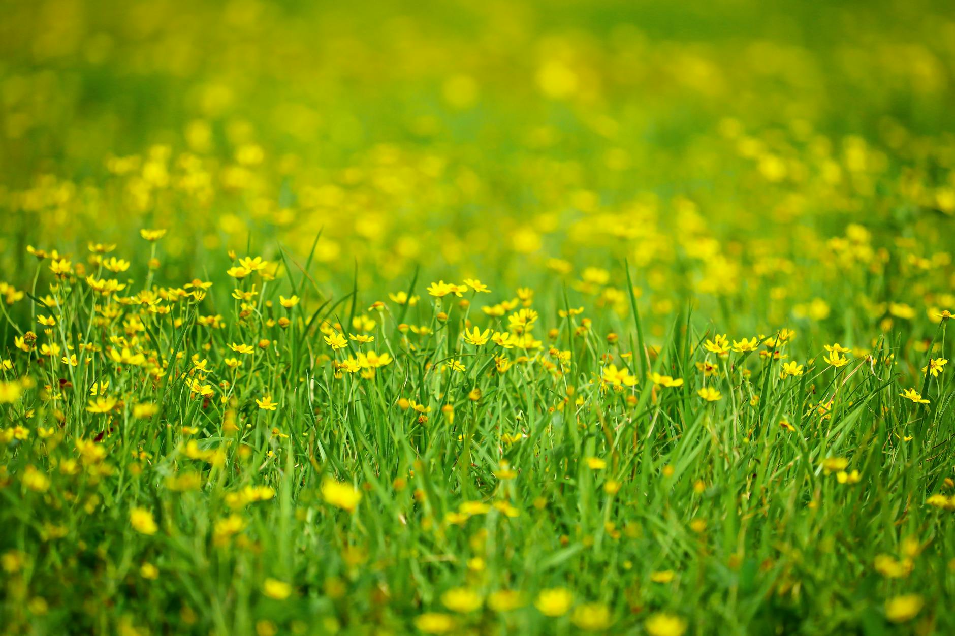 Soil & Ecology — Kanakapura