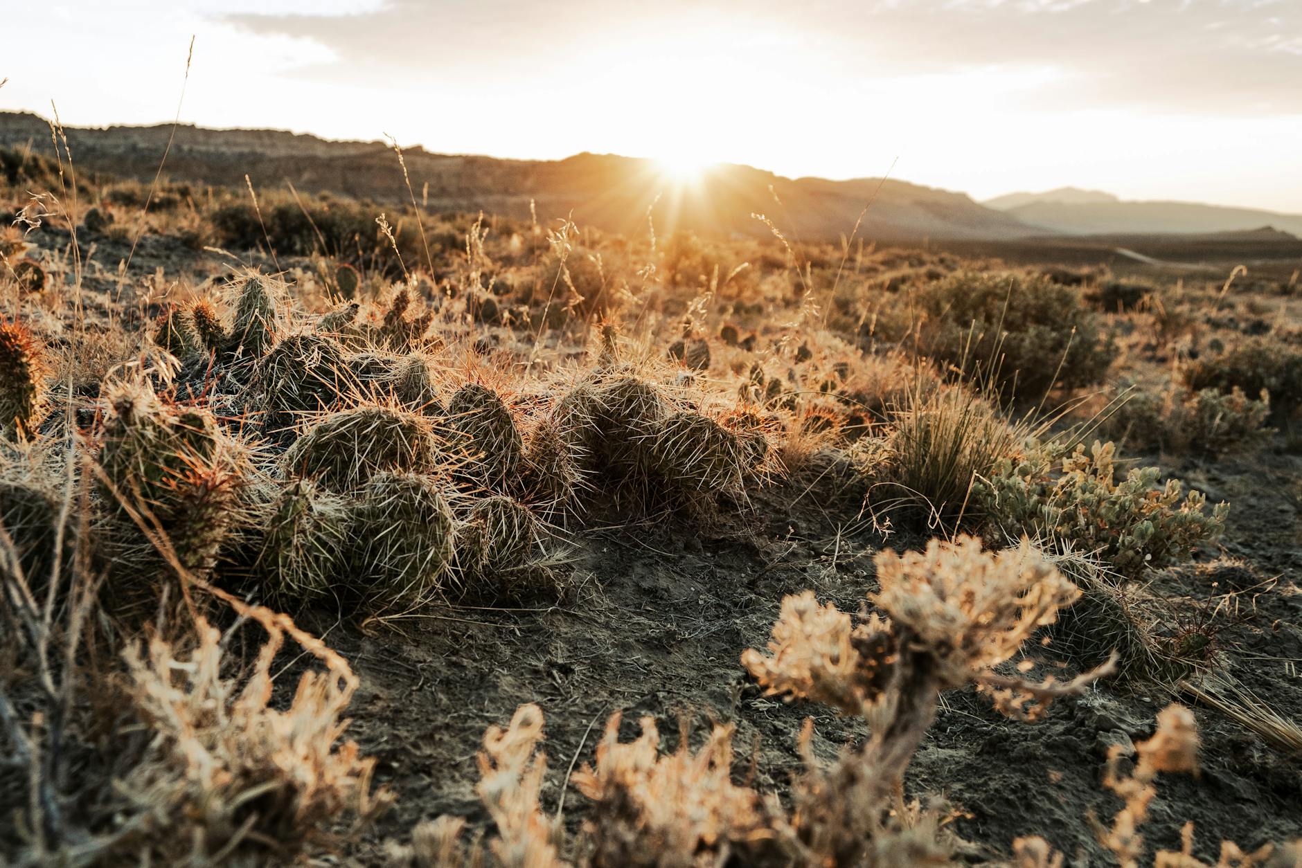 Soil & Ecology — Pali