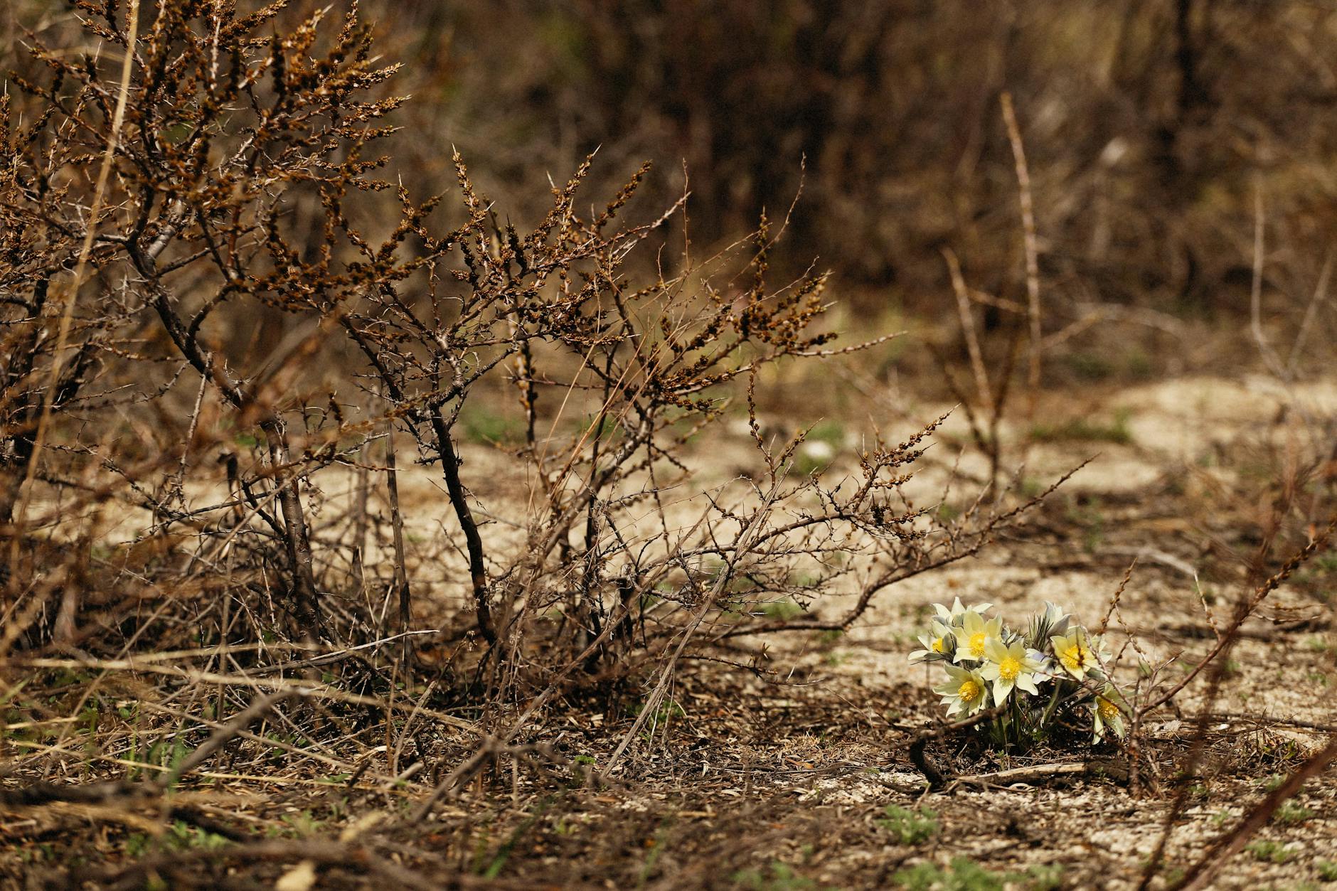 Soil & Ecology — Panna
