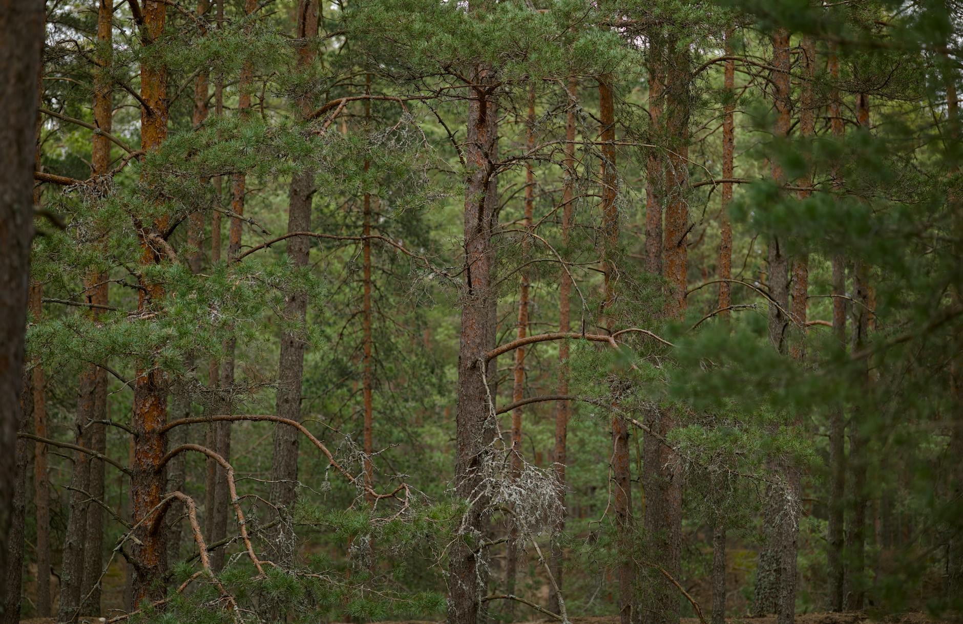 Soil & Ecology — Khopoli