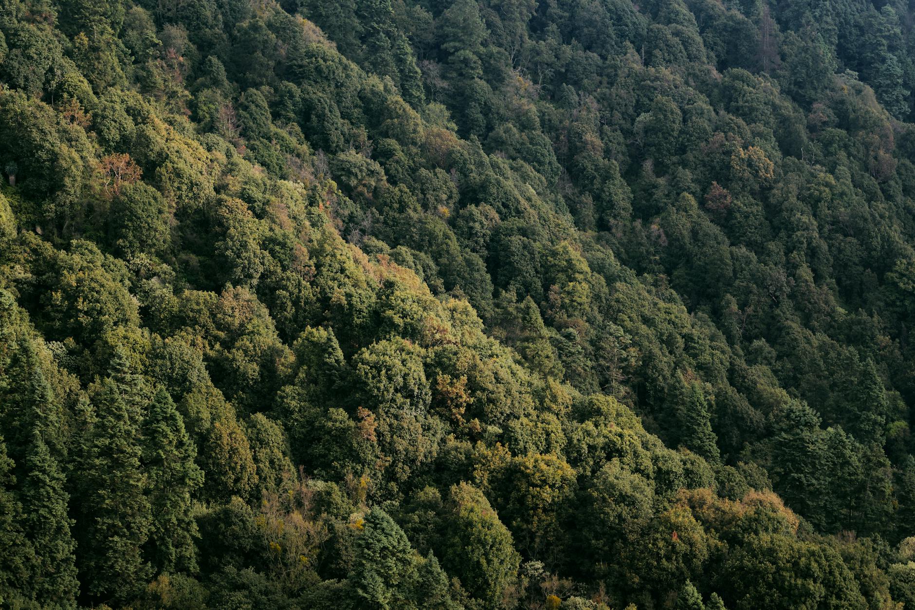 Soil & Ecology — Kasar Devi