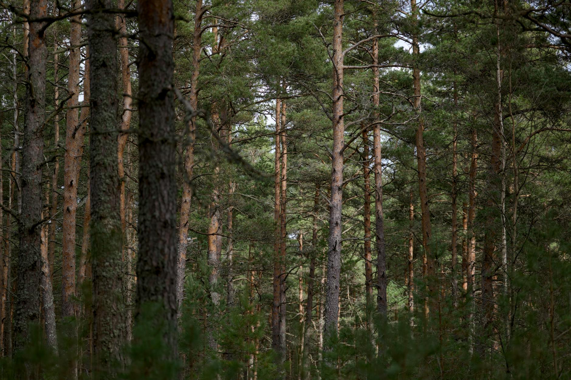 Soil & Ecology — Shahdag