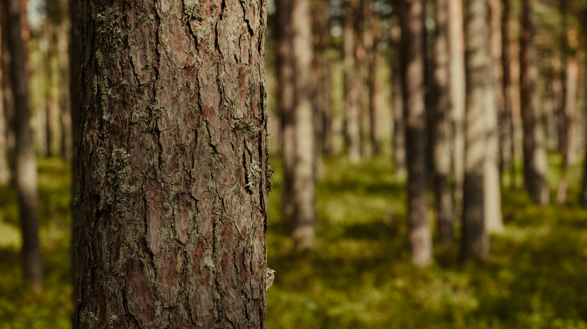 Soil & Ecology — Murbad