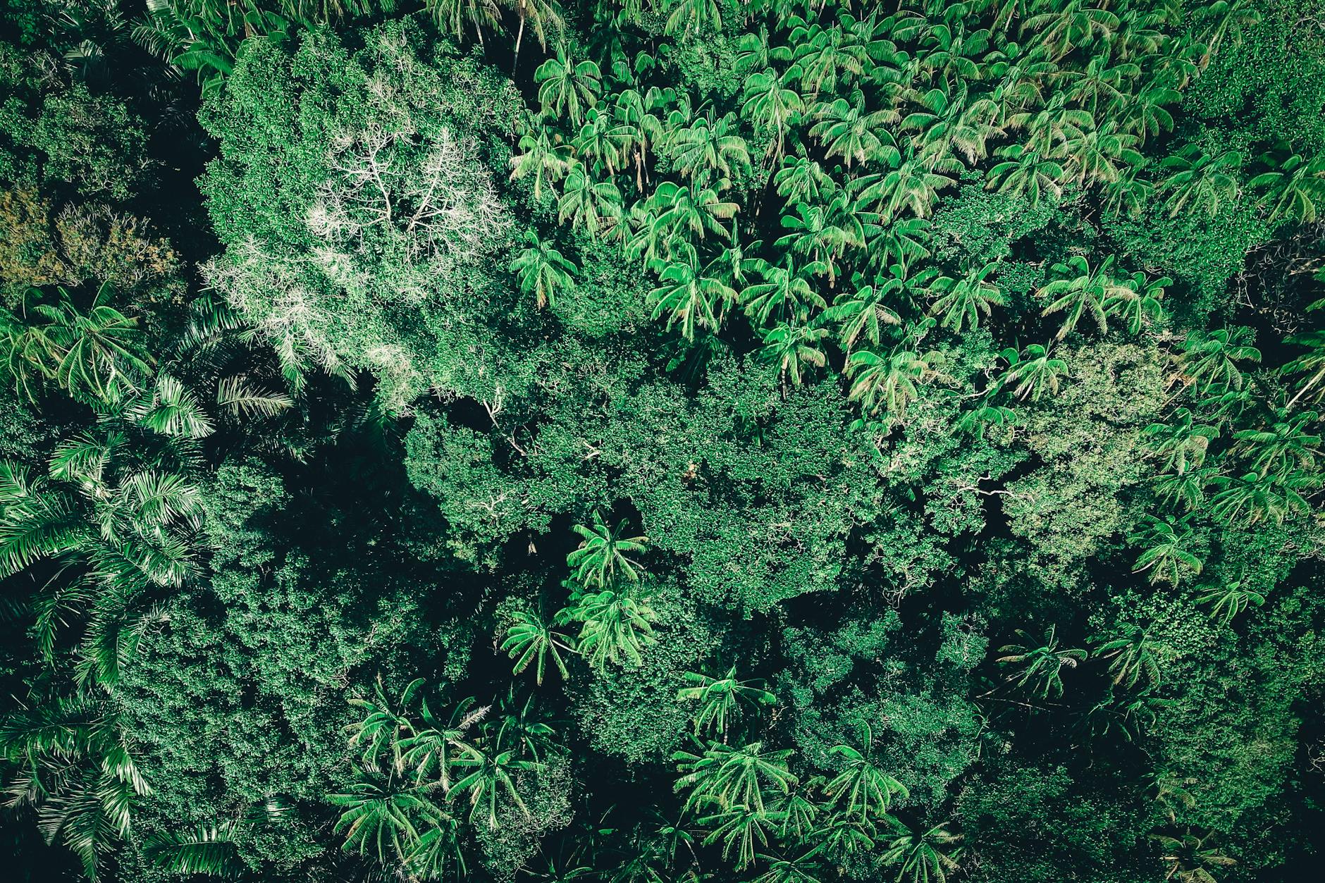 Soil & Ecology — Kashele