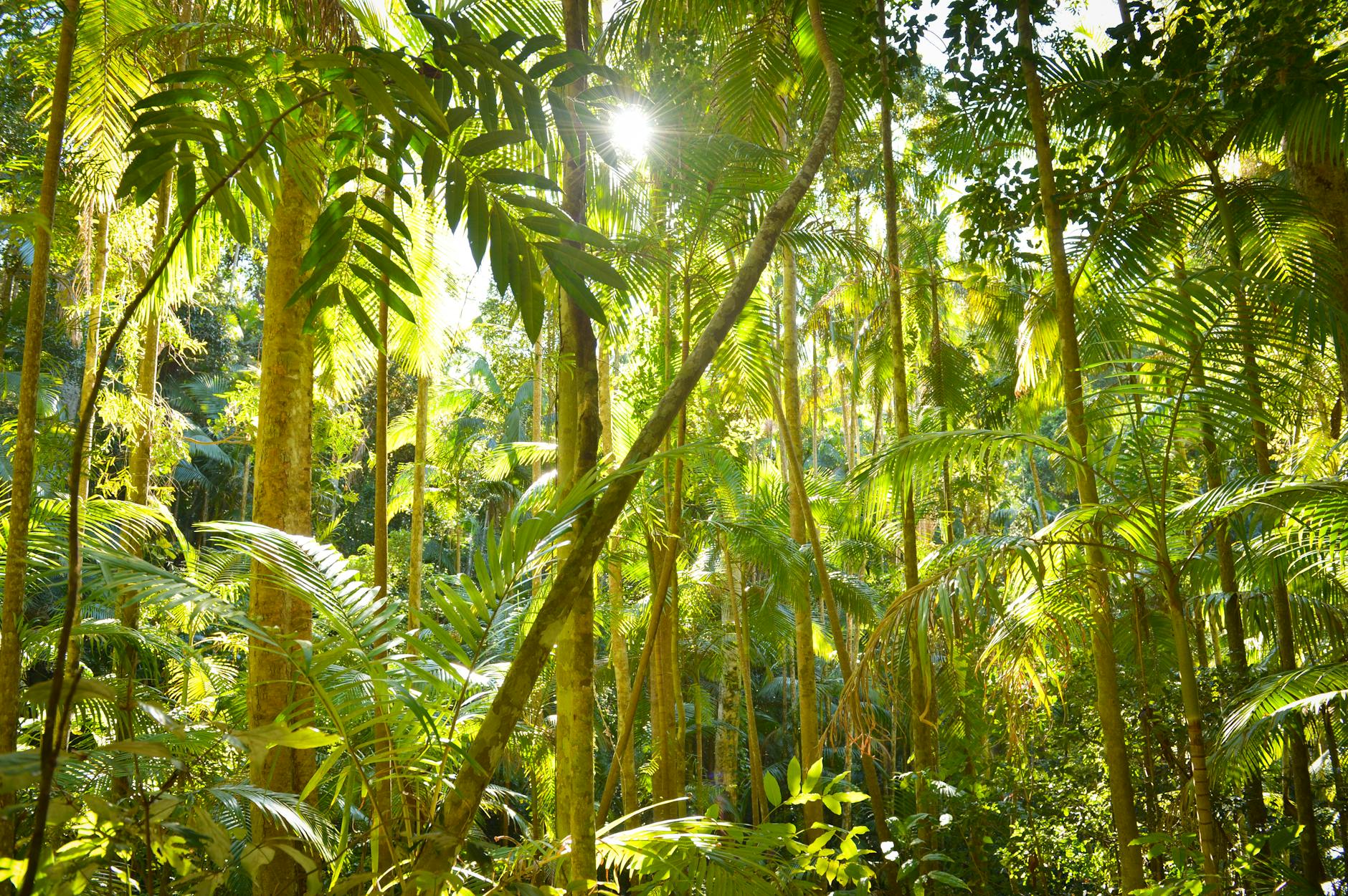 Soil & Ecology — Kerala