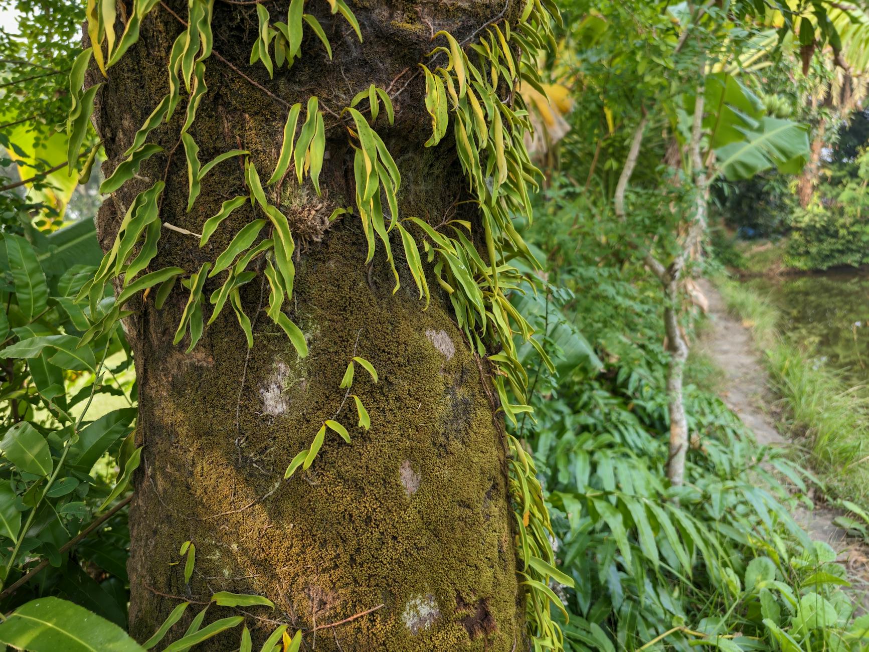 Soil & Ecology — Indiranagara