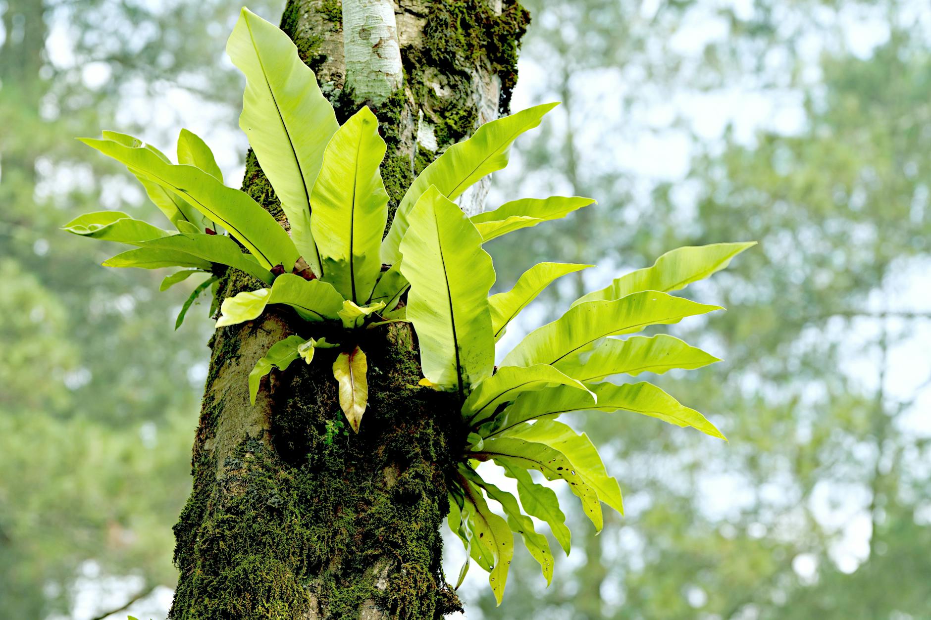 Soil & Ecology — Arasinaguppe
