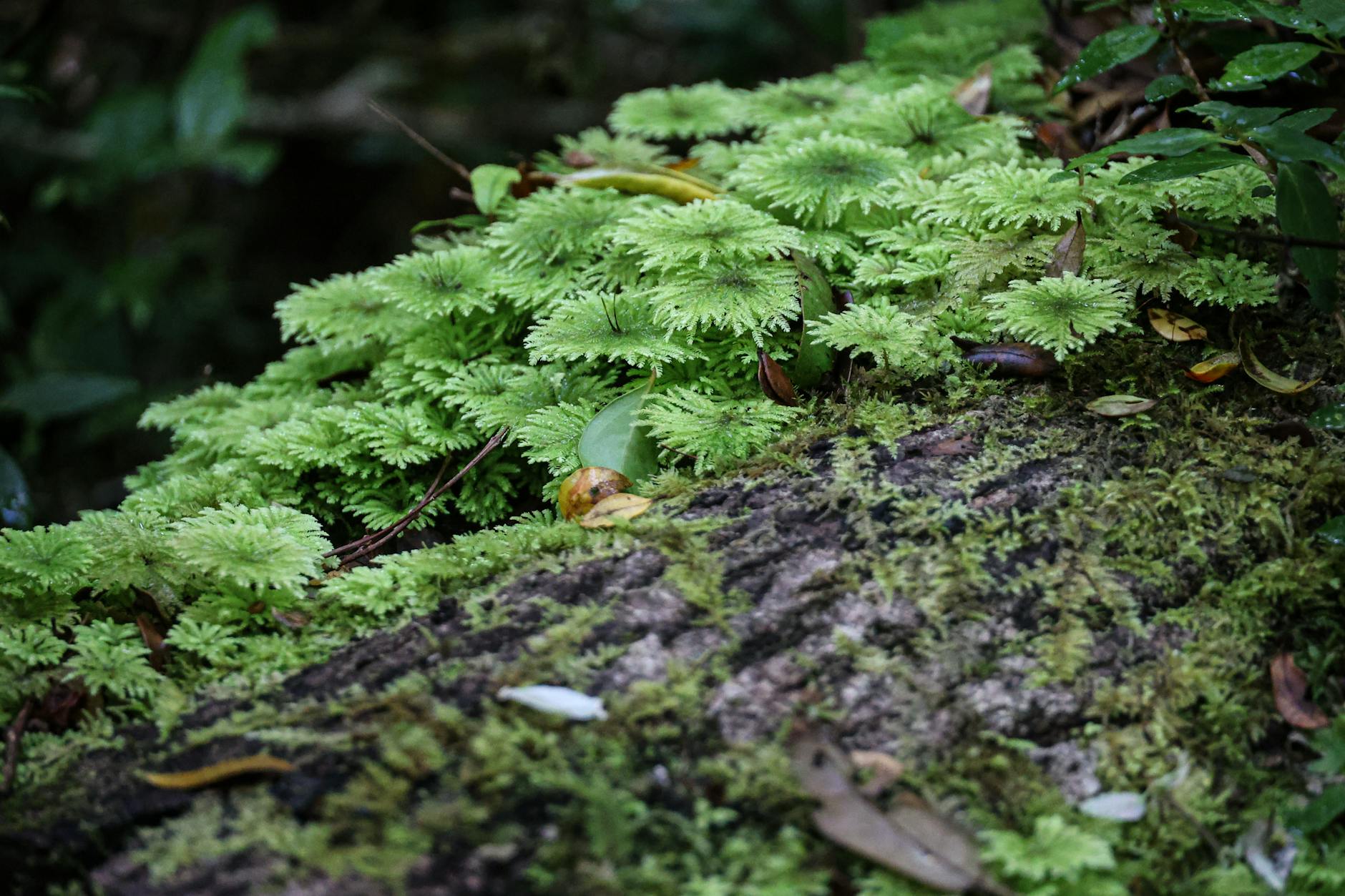 Soil & Ecology — Khopoli