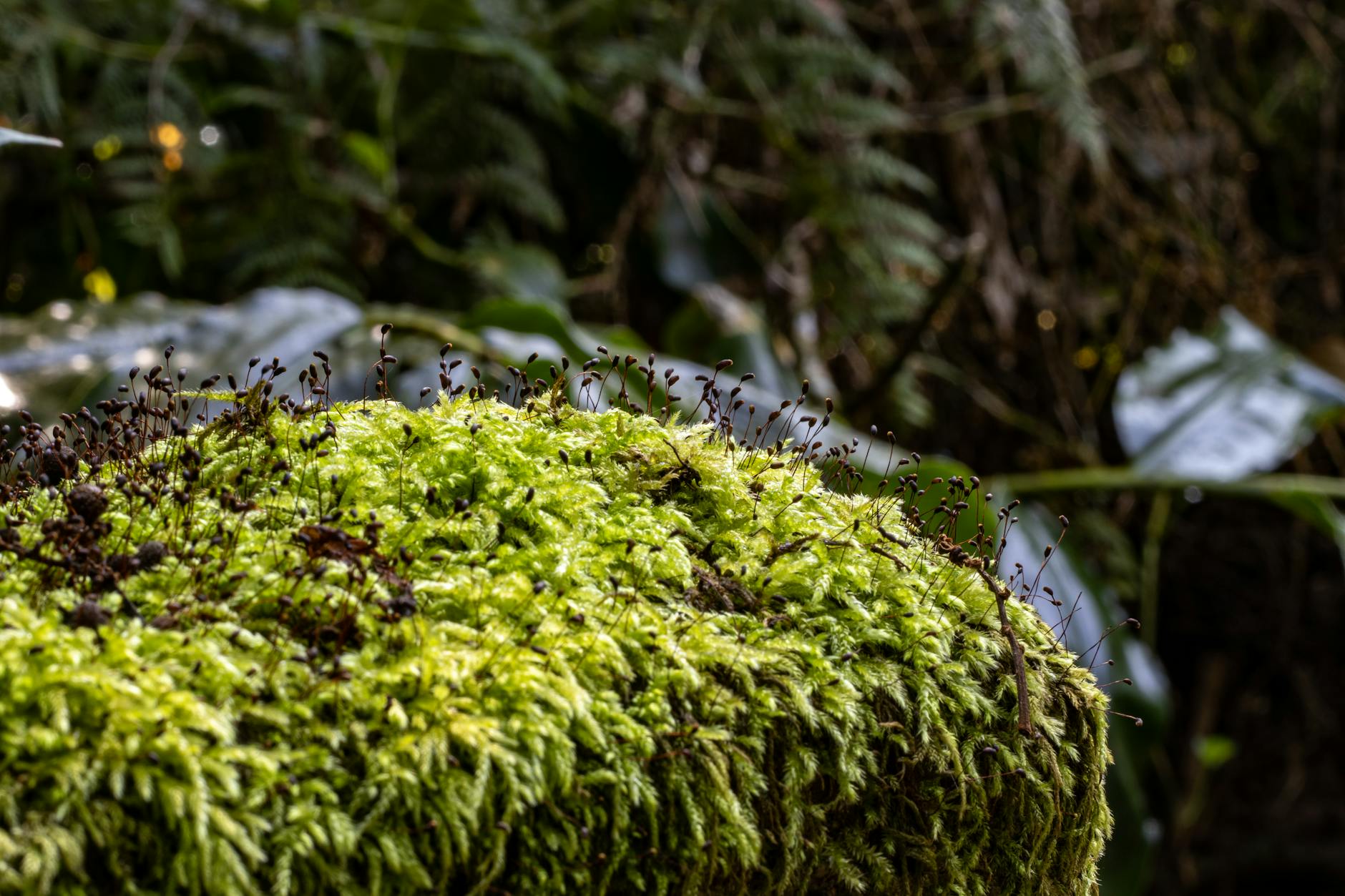 Soil & Ecology — Pohi