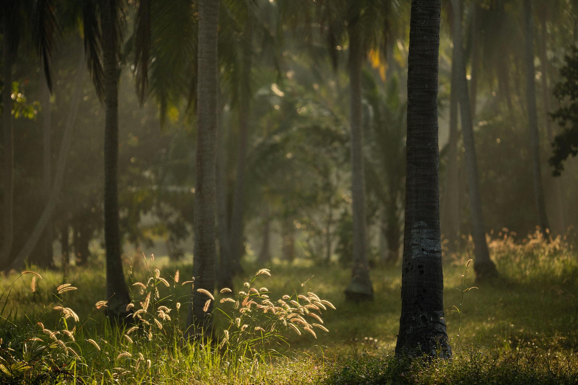 You'll Fall in Love — Palampur