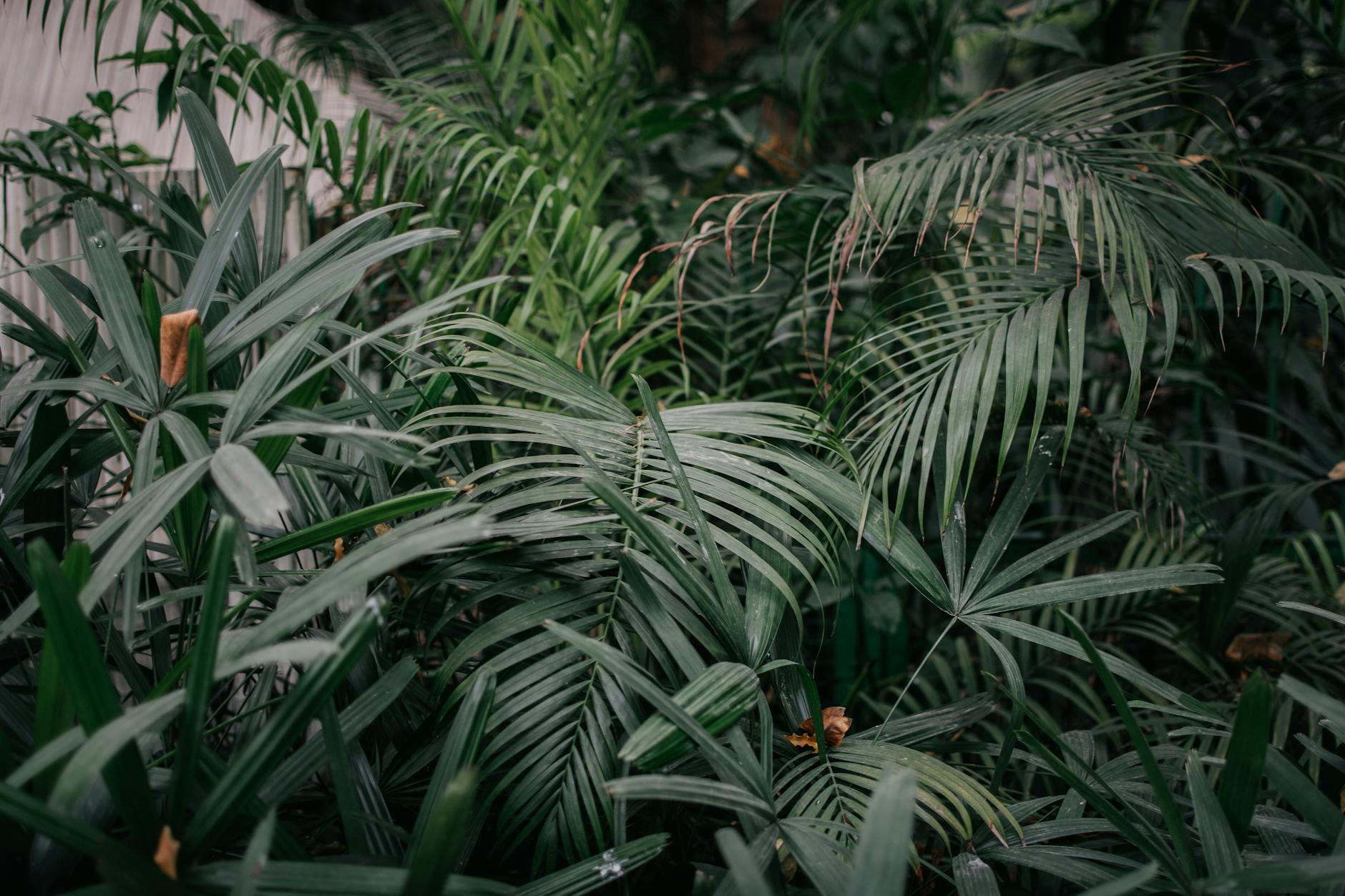 Soil & Ecology — Nerul