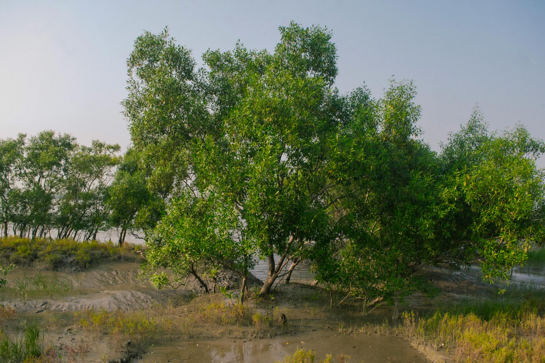 Soil & Ecology — Ecr