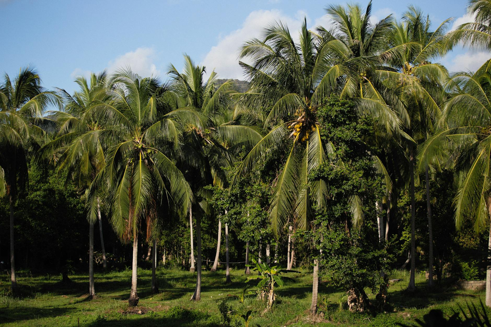 Soil & Ecology — Paliyem