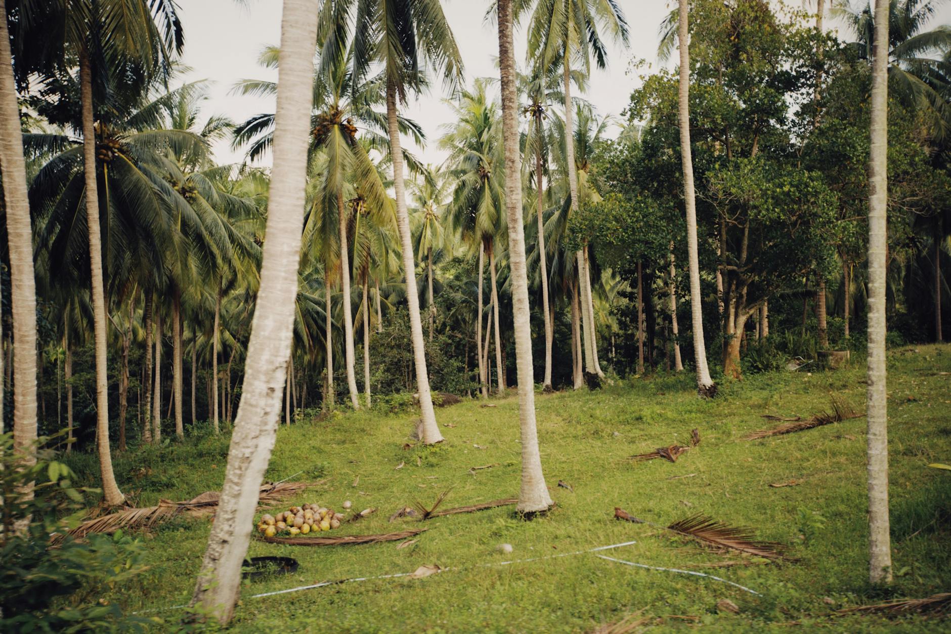 Soil & Ecology — Bali