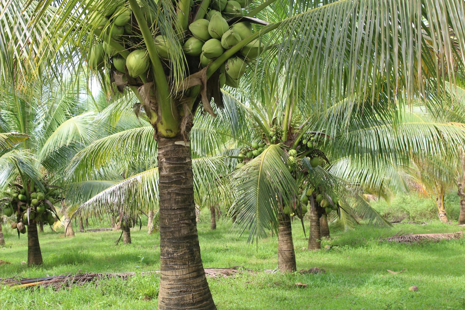 Soil & Ecology — Varsoli