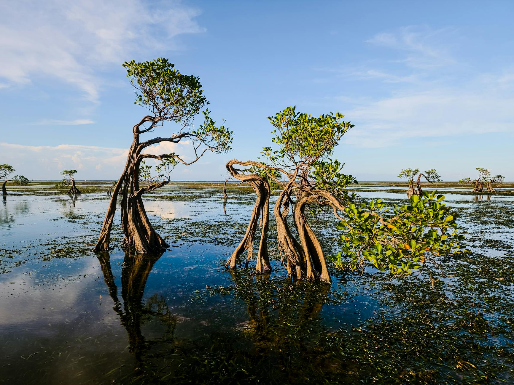 Soil & Ecology — Reis Magos