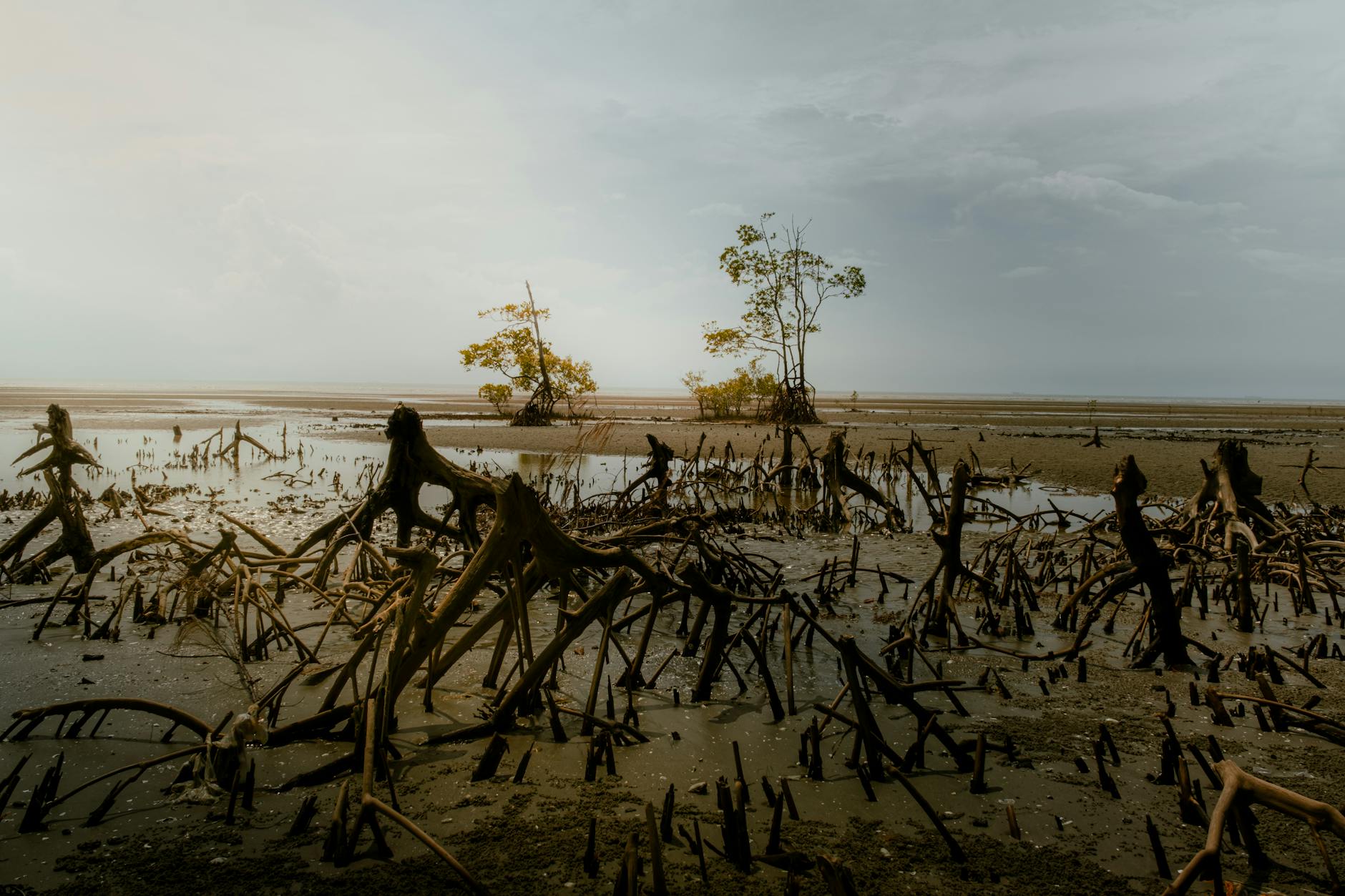 Soil & Ecology — Bingin