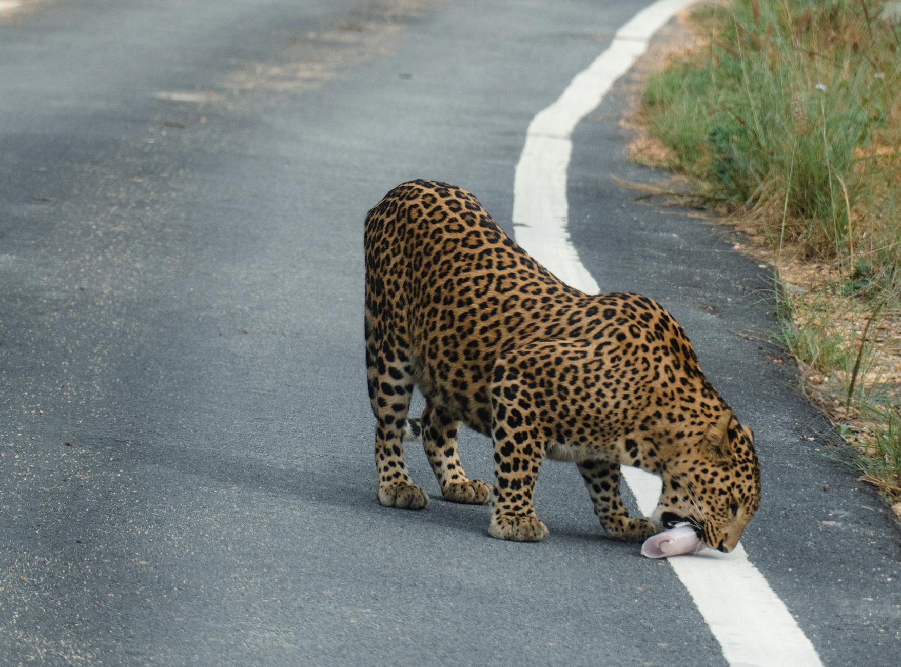 A Look into Bhadra Wildlife — Bhadra Wildlife