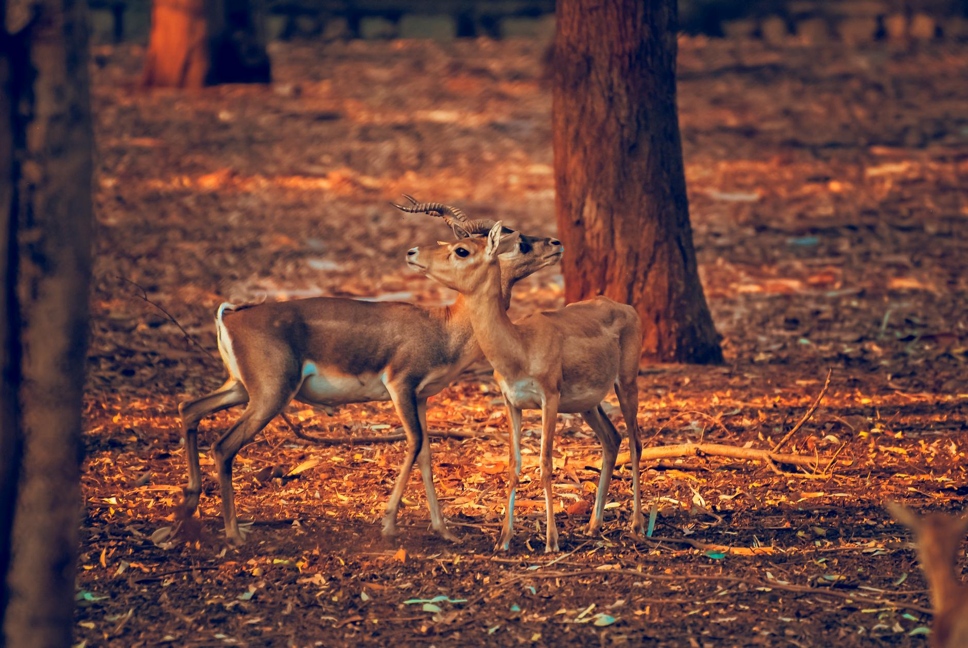 Nearby Attractions — Bhadra Wildlife