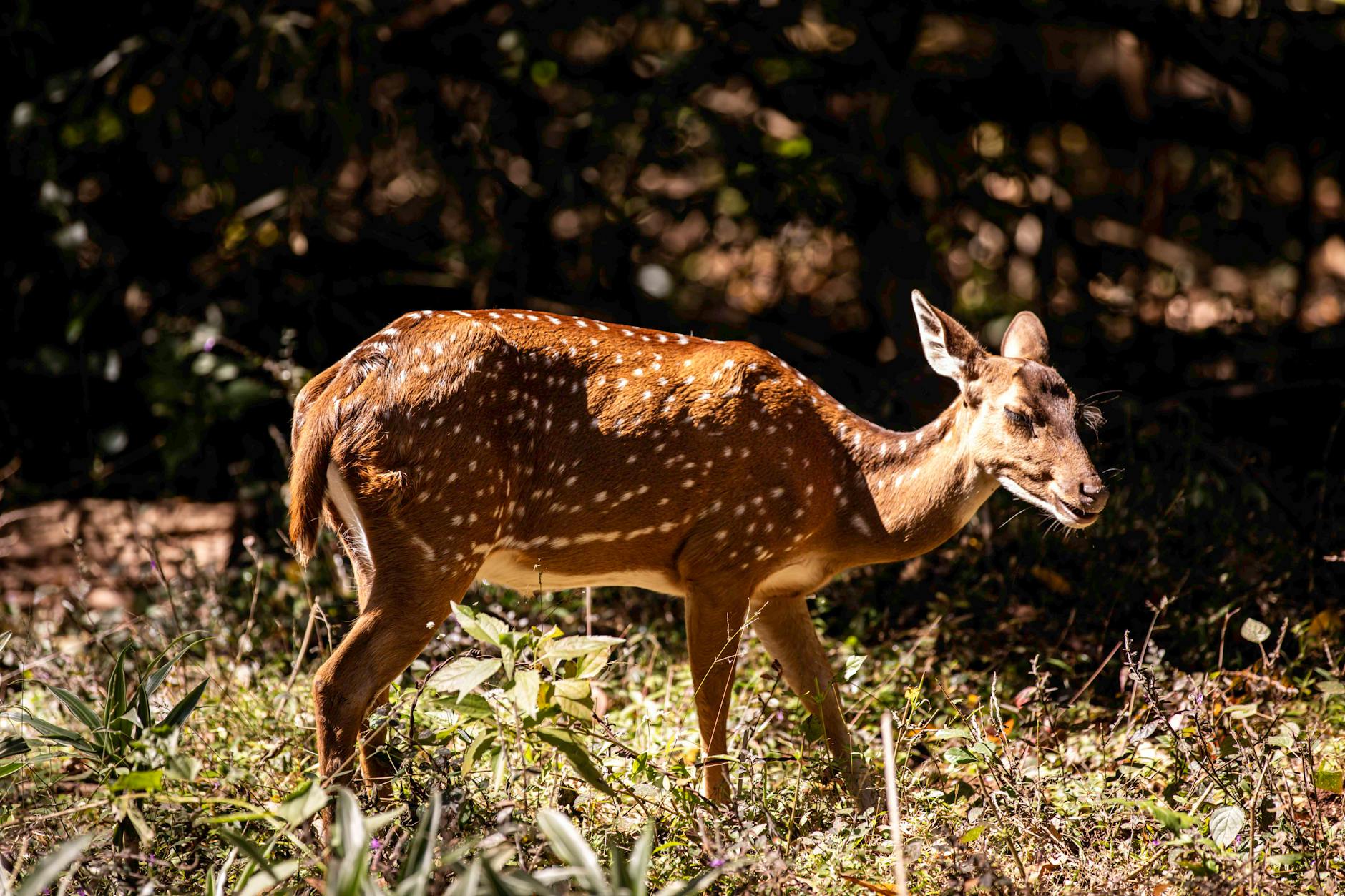 Nearby Attractions — Bhadra Wildlife