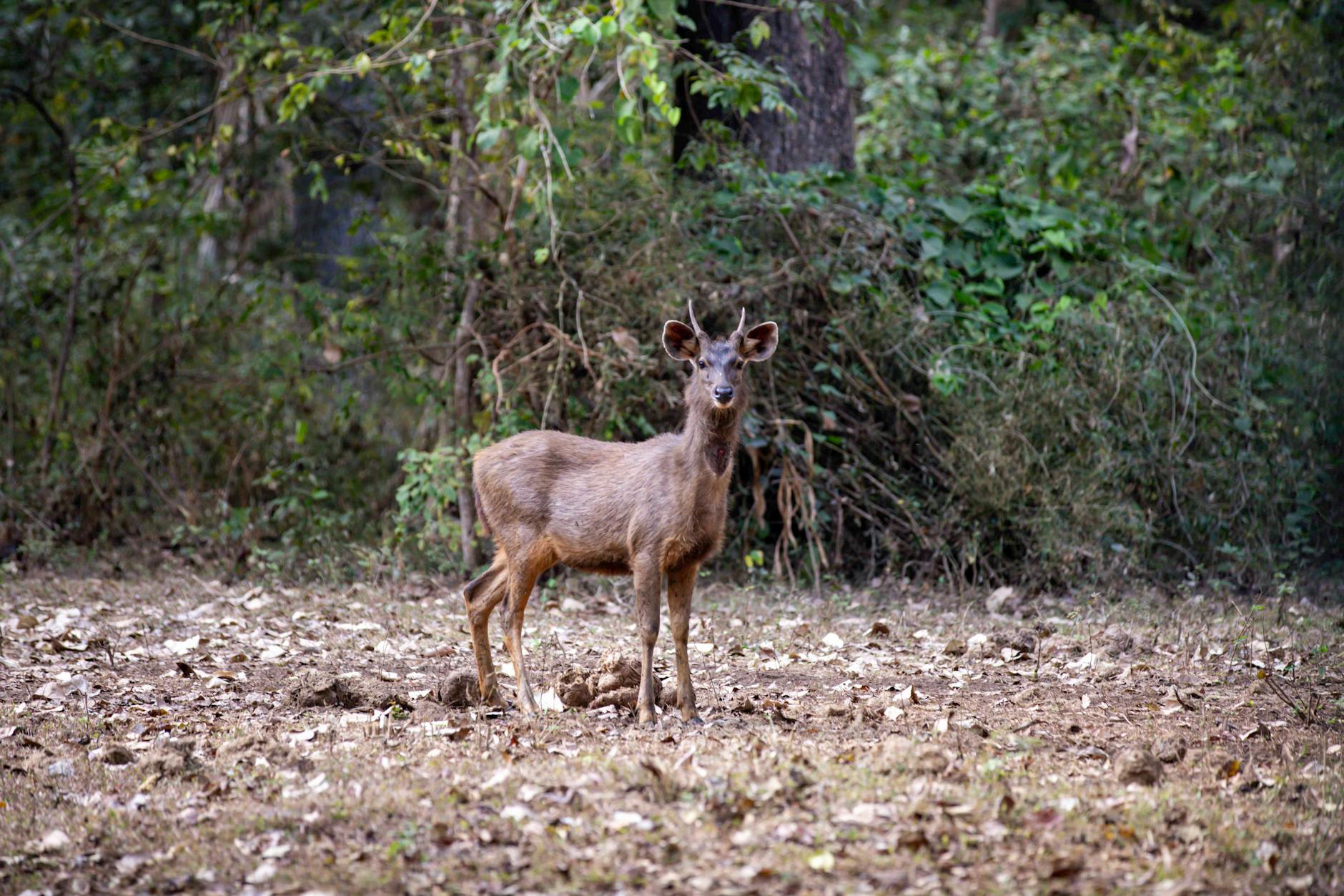 Nearby Attractions — Bhadra Wildlife