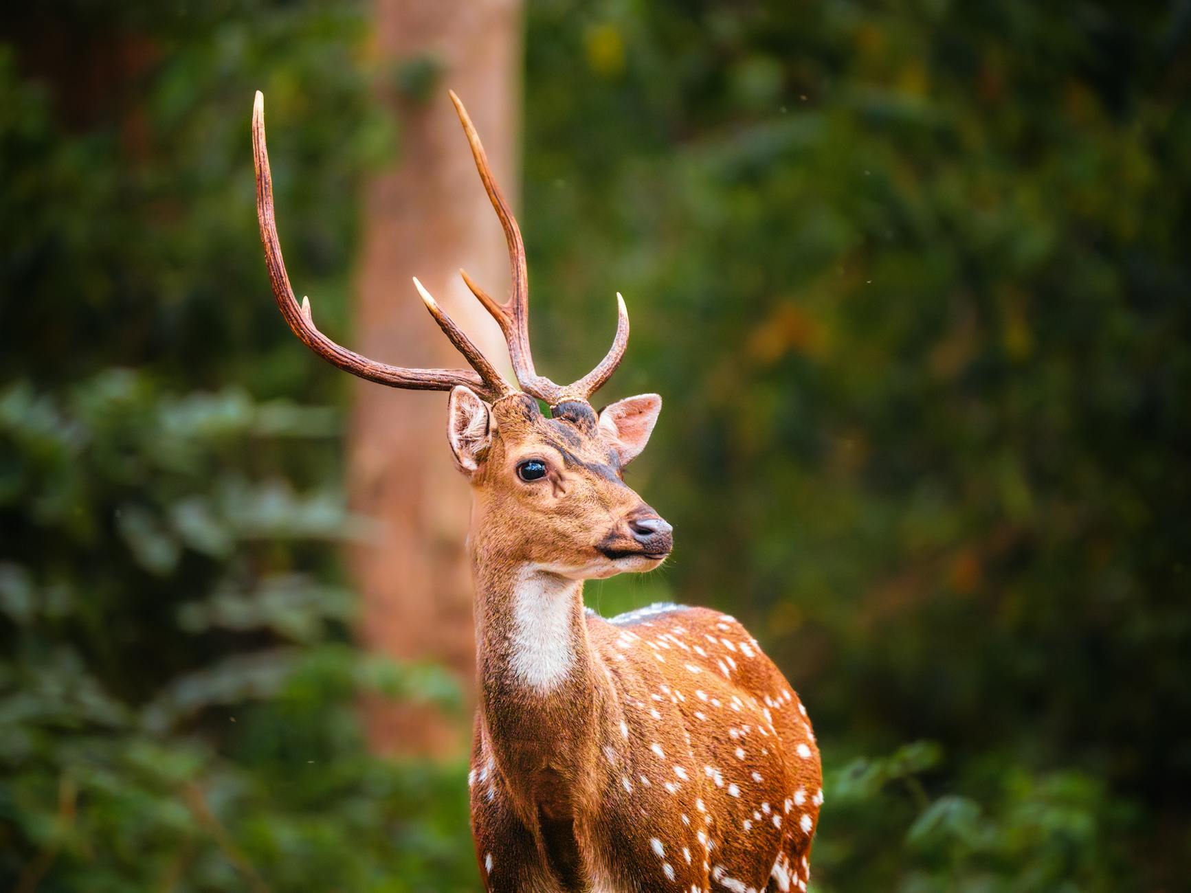 The Lifestyle — Bhadra Wildlife