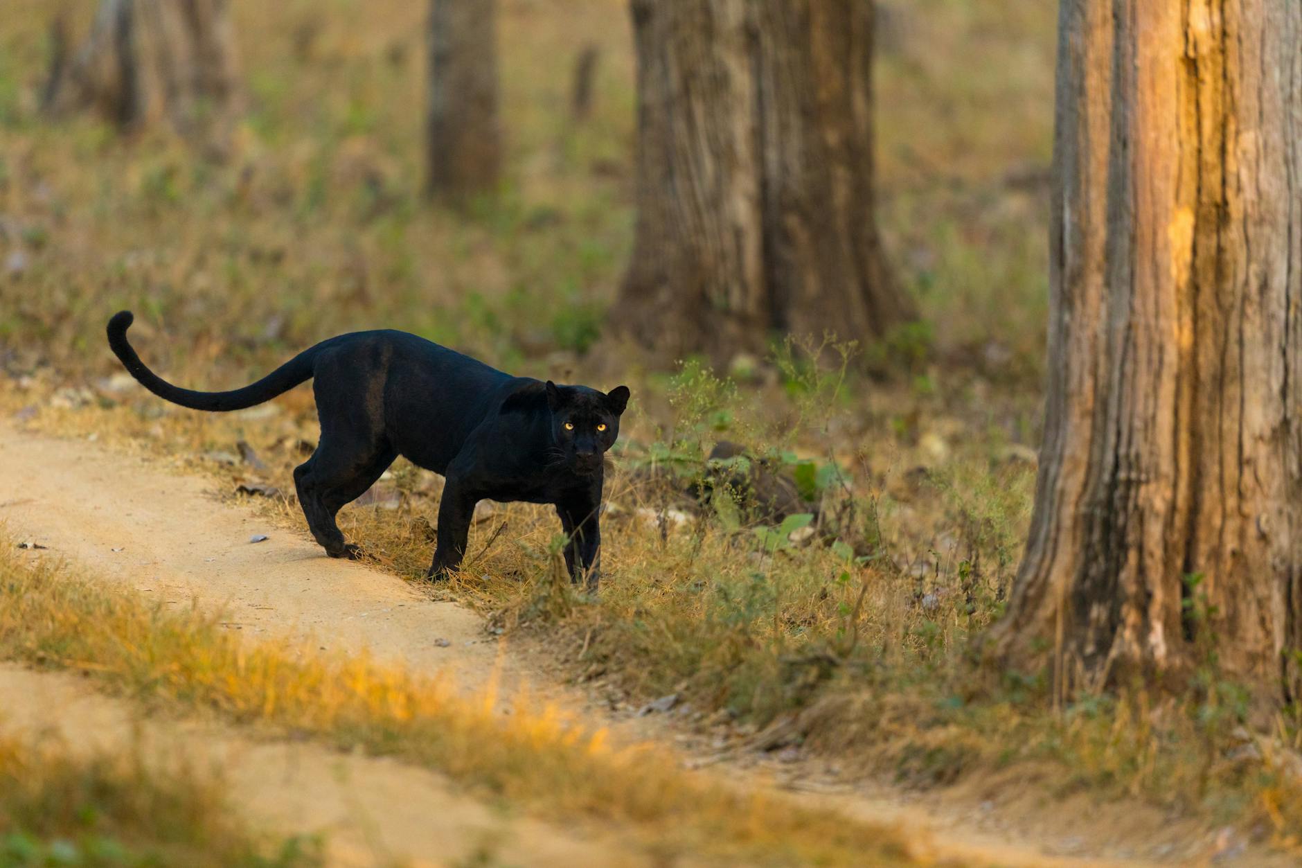 What to Expect — Bhadra Wildlife