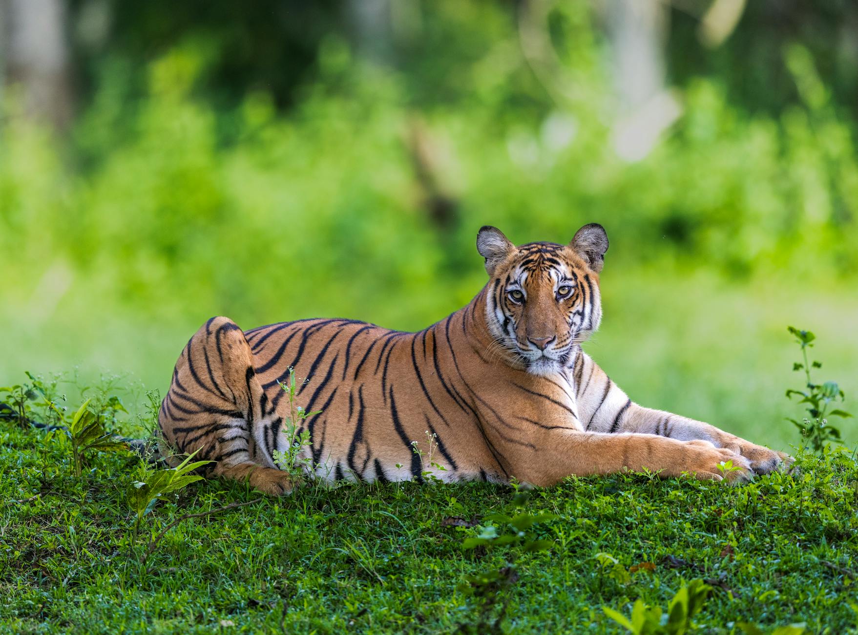 What to Expect — Bhadra Wildlife