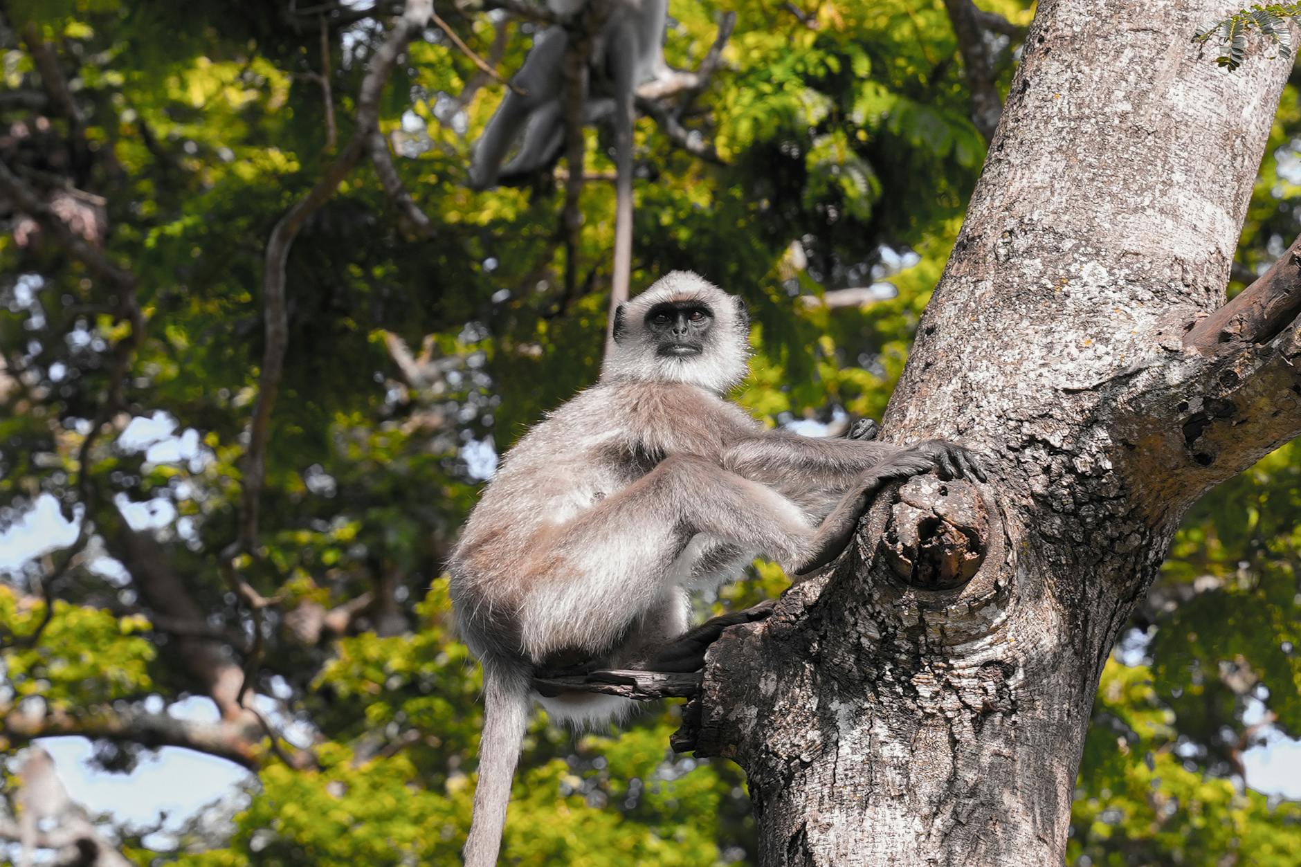 What to Expect — Bhadra Wildlife
