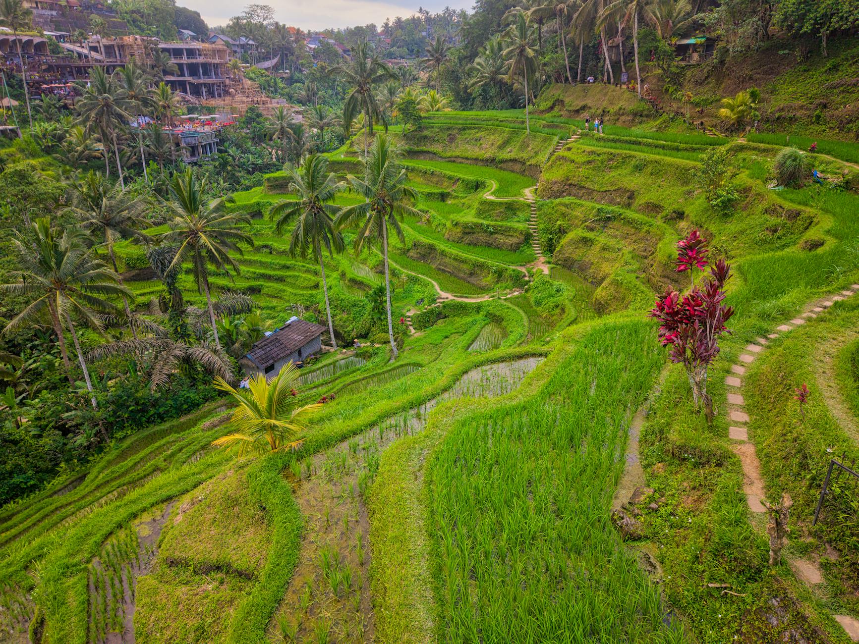 A Look into Canggu — Canggu