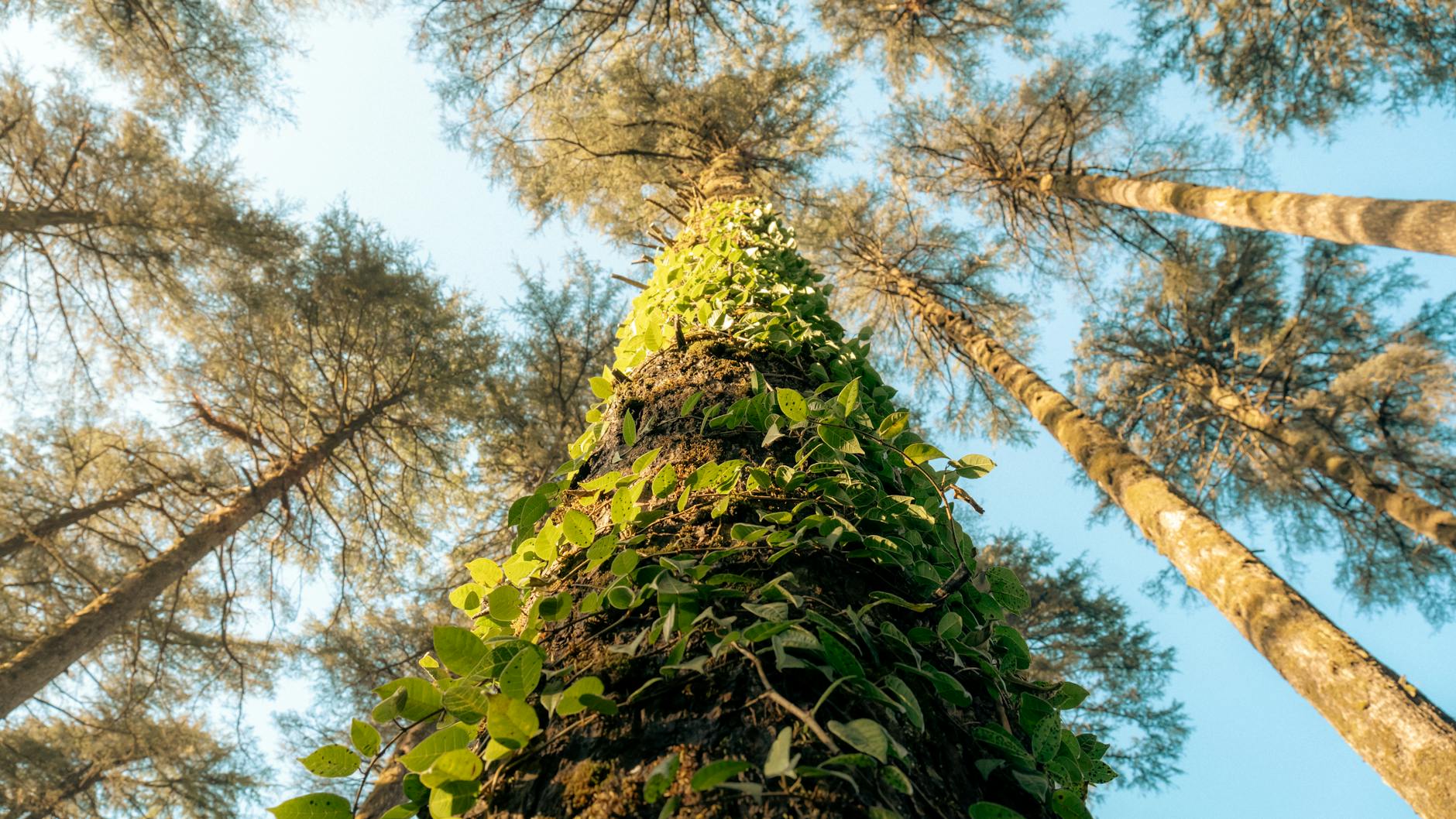 What to Expect — Dhanaulti