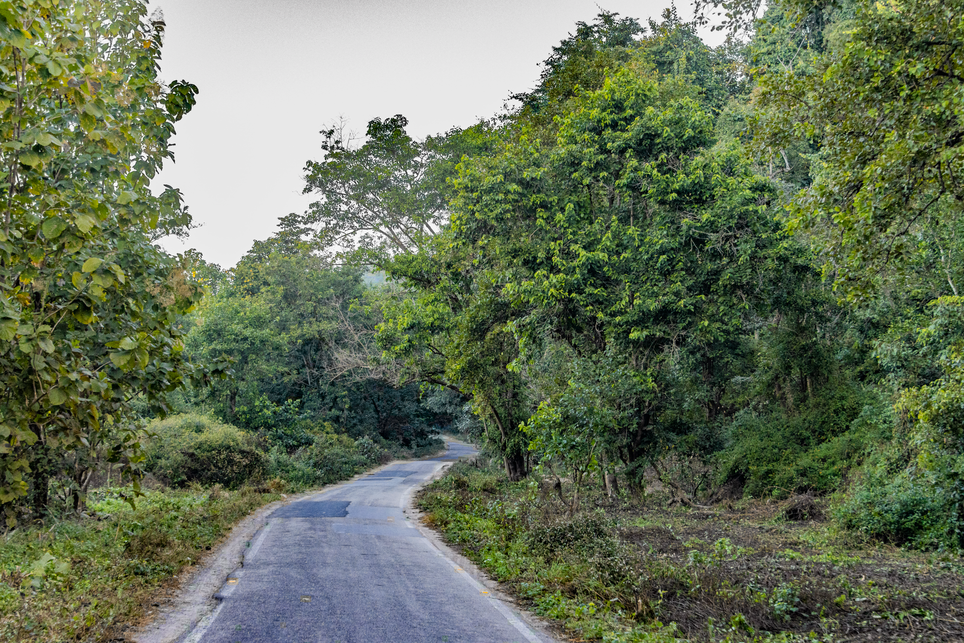 A Look into Jhinwali — Jhinwali