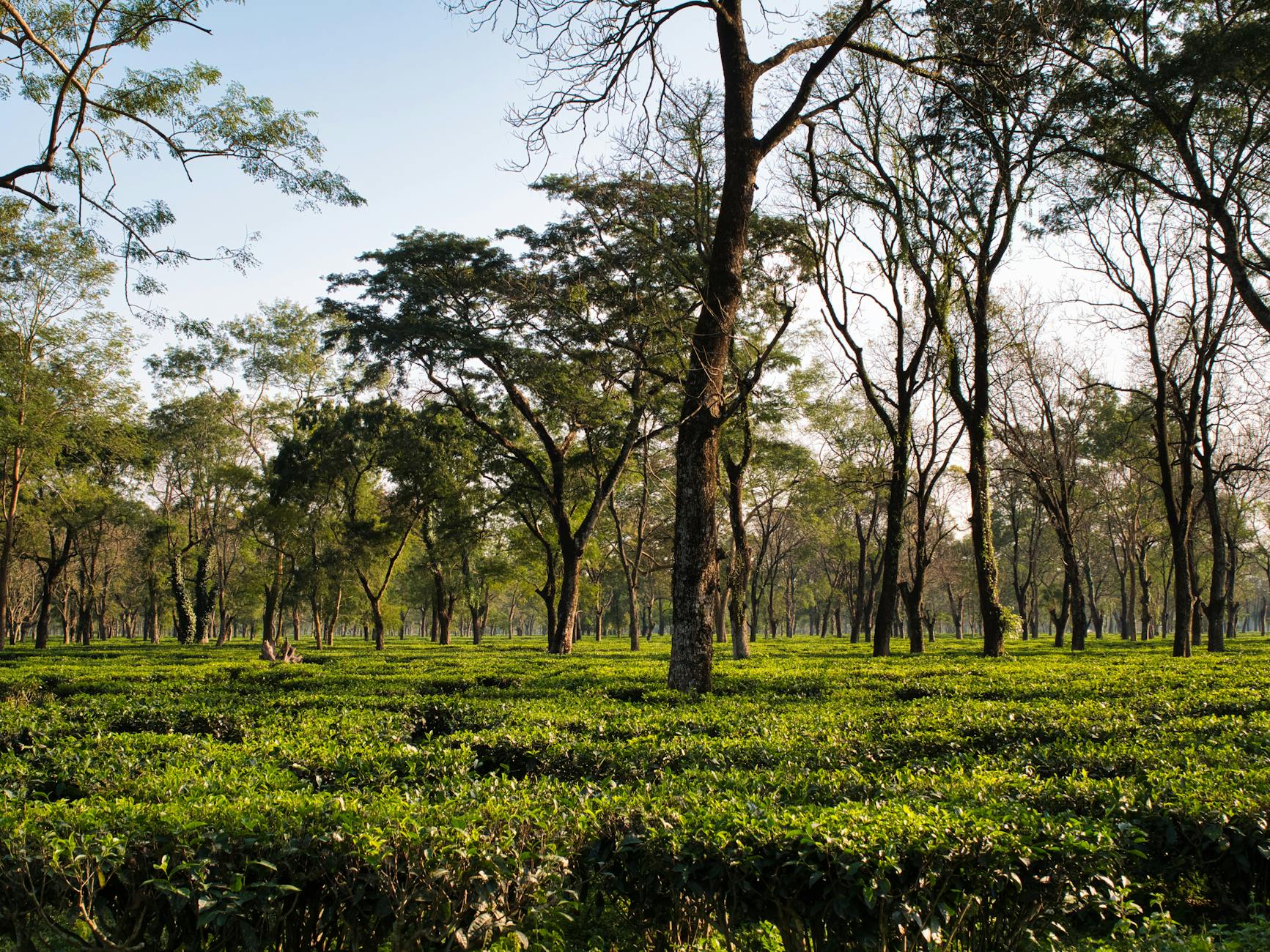 Nearby Attractions — Jorhat