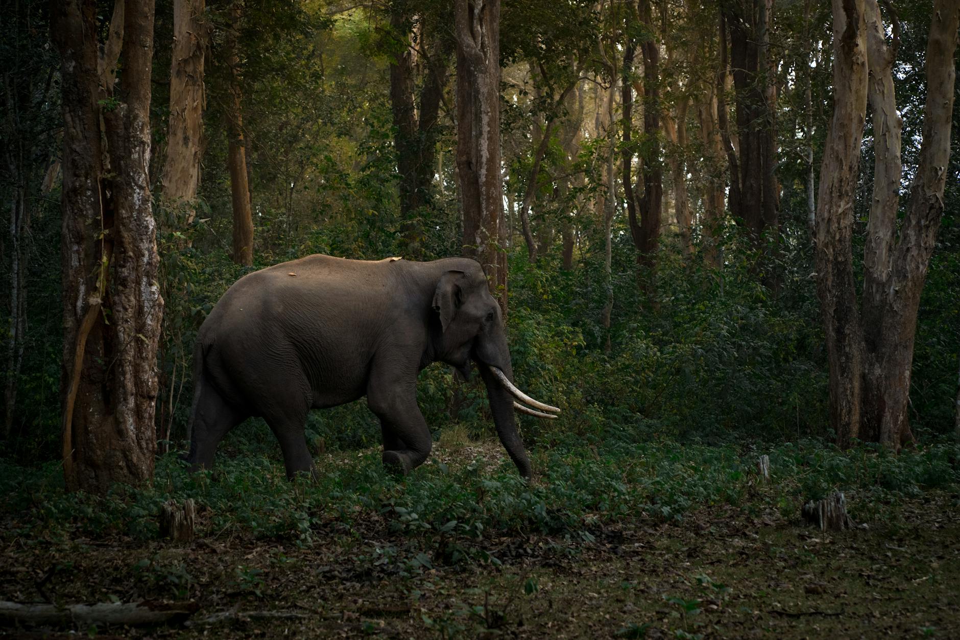 What to Expect — Kabini