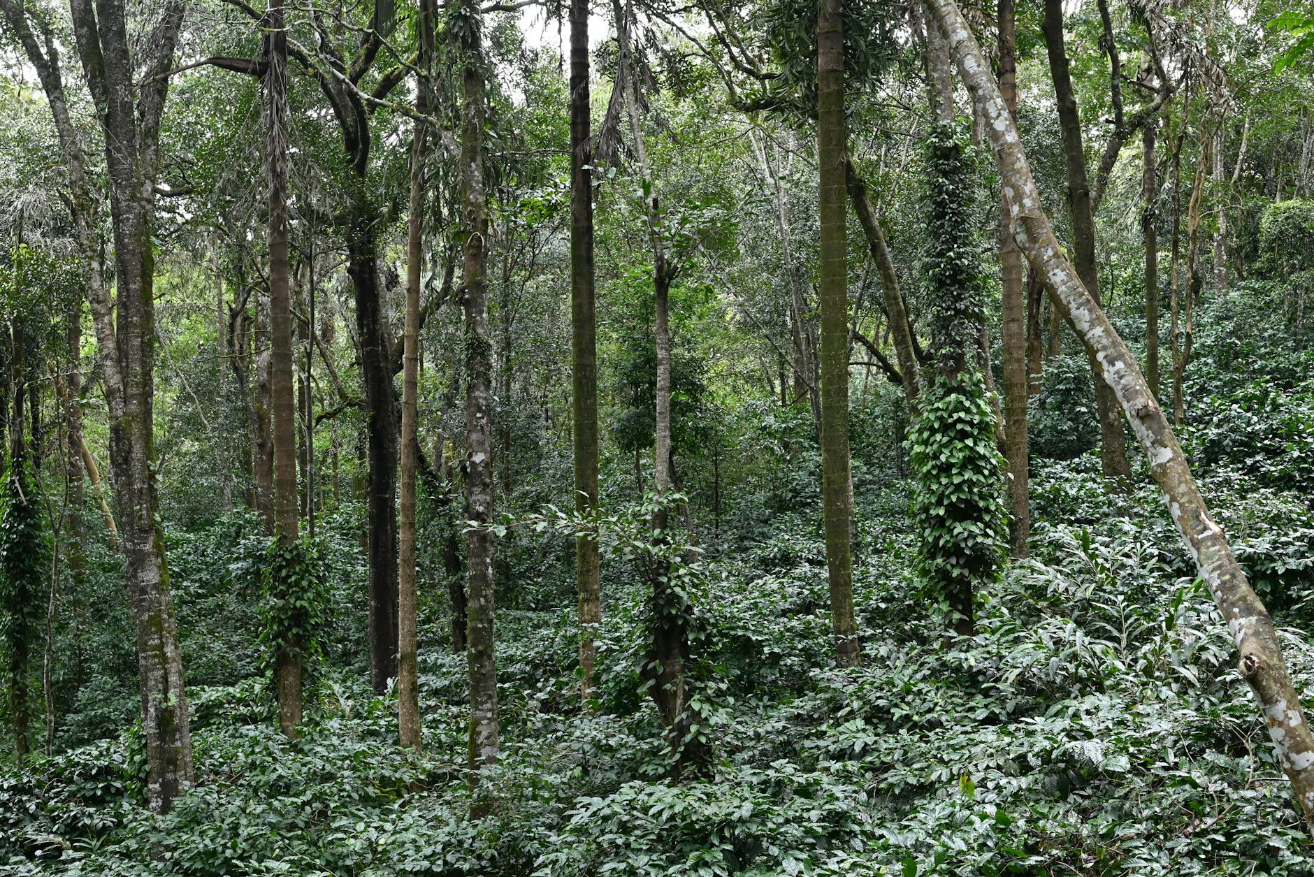 A Look into Madikeri — Madikeri