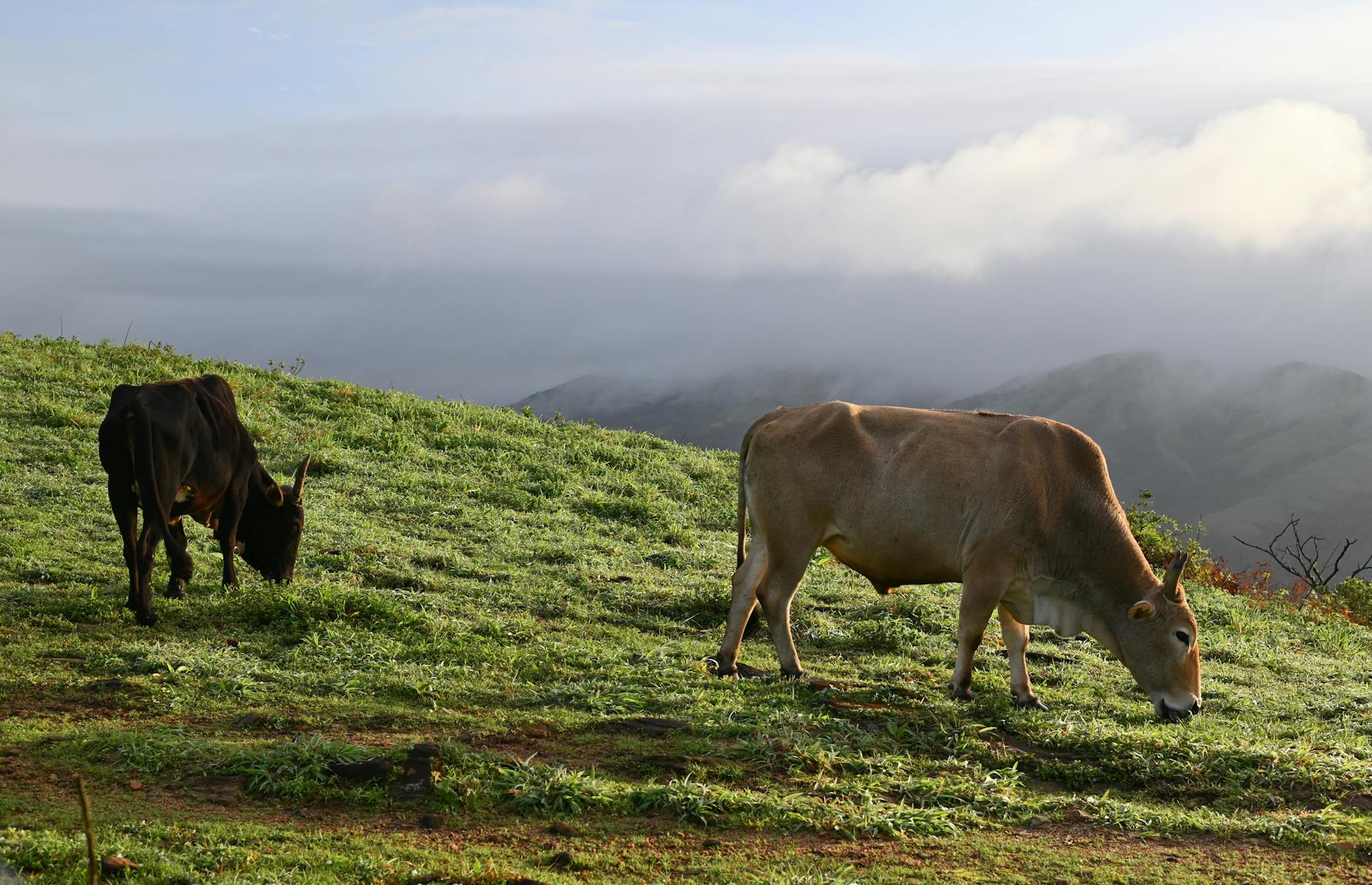 The Lifestyle — Madikeri
