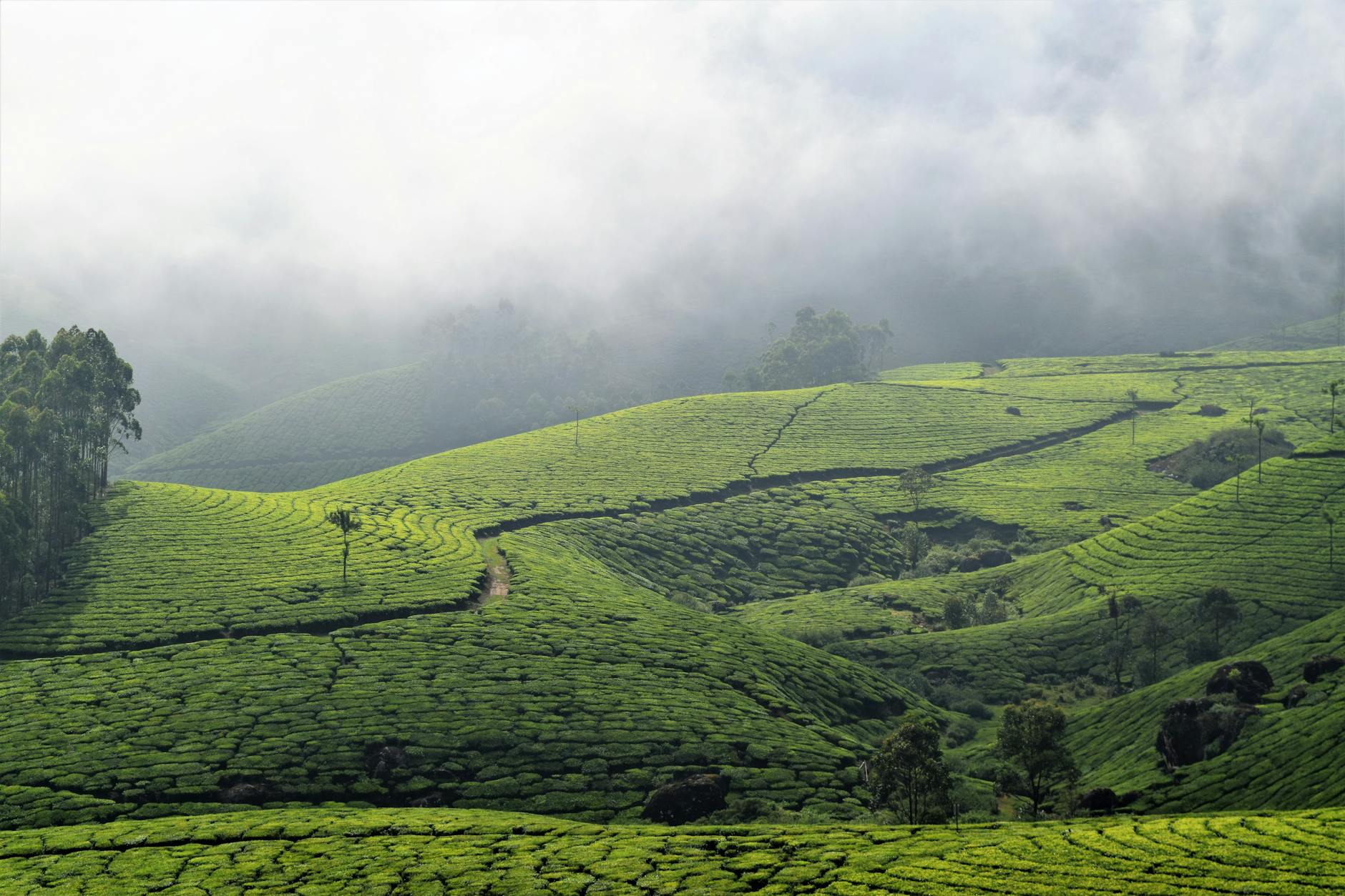 Nearby Attractions — Munnar