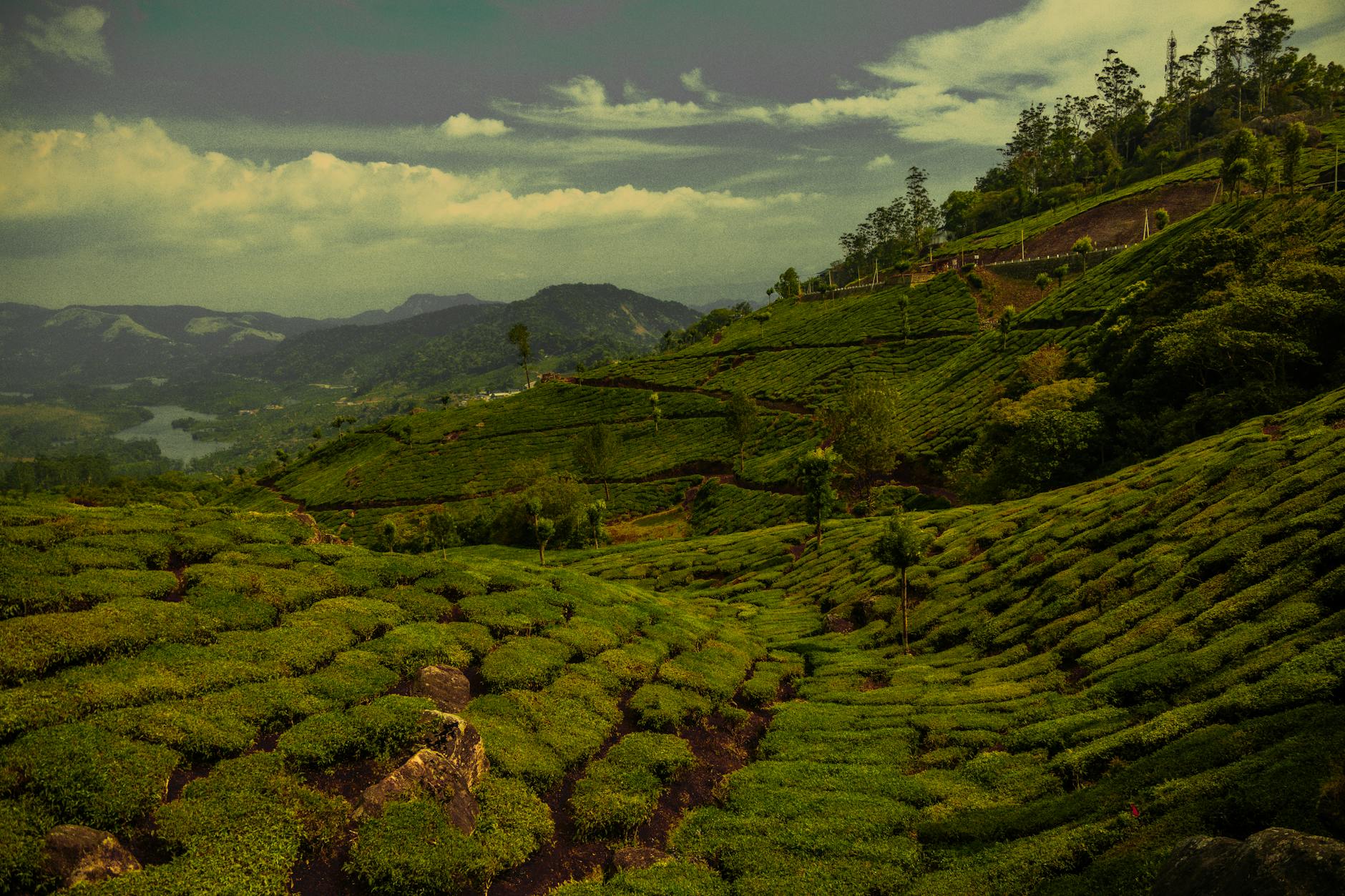 The Lifestyle — Munnar