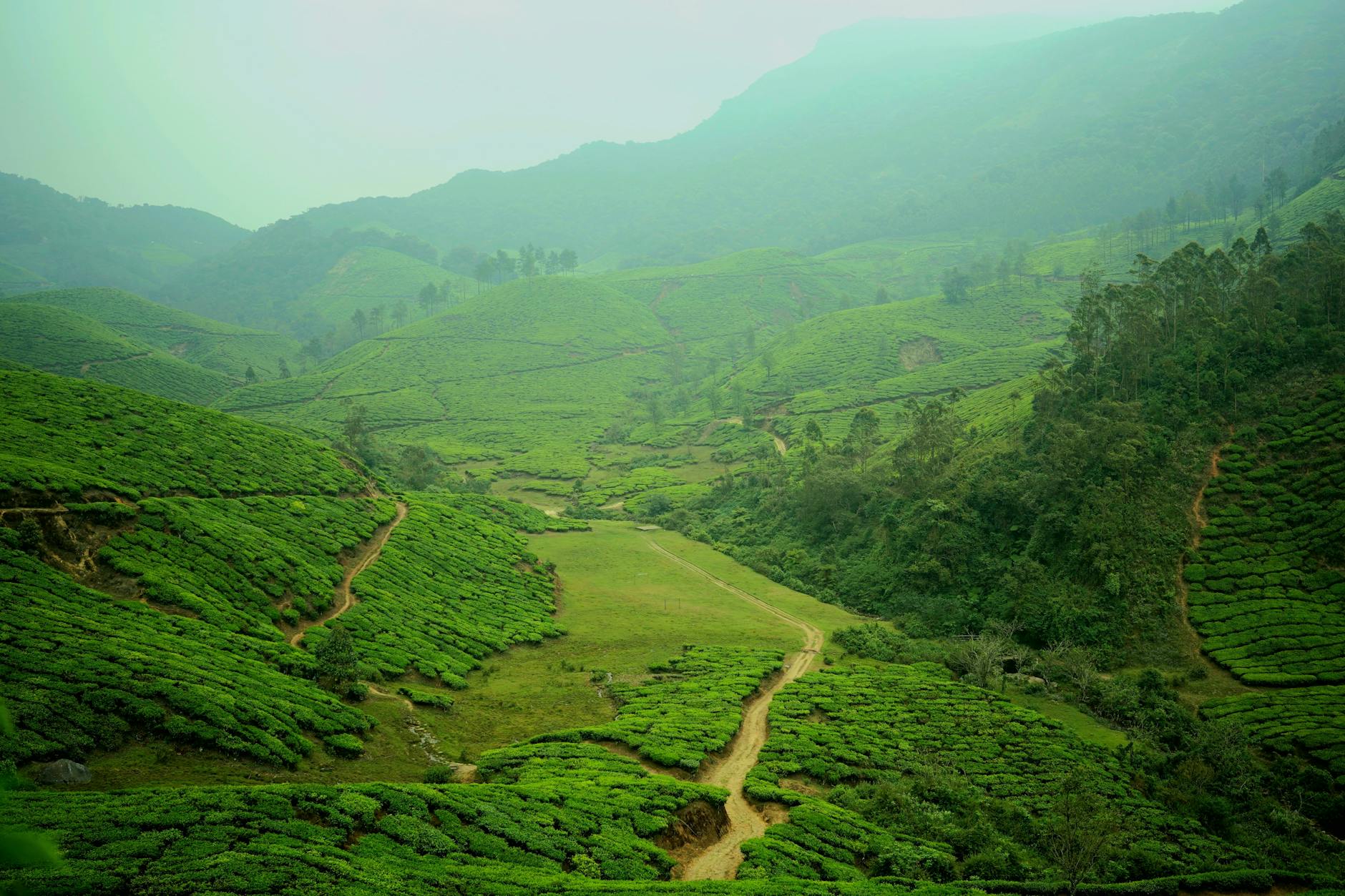 What to Expect — Munnar