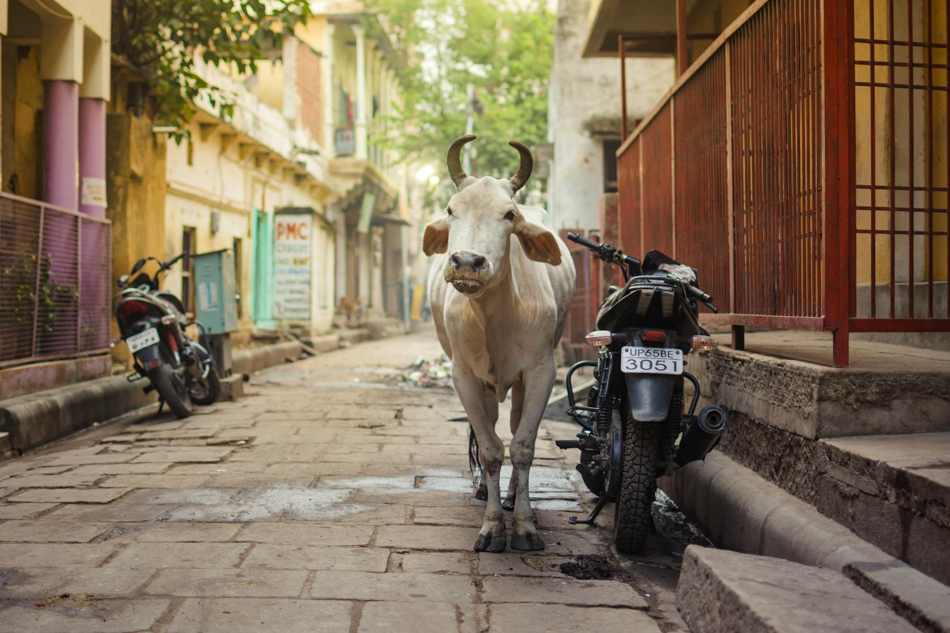 A Look into Paharapur — Paharapur