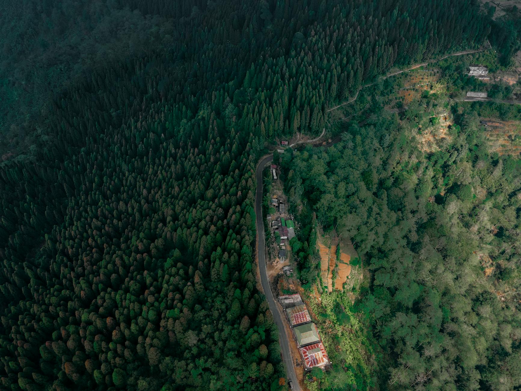 What to Expect — Pelling Forest Blocks