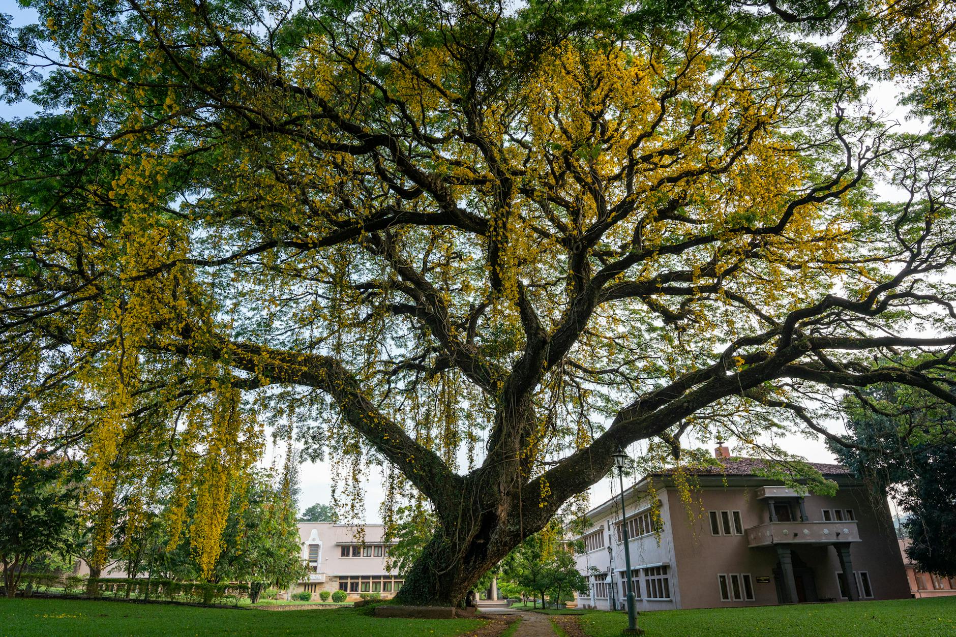 Nearby Attractions — Peradeniya