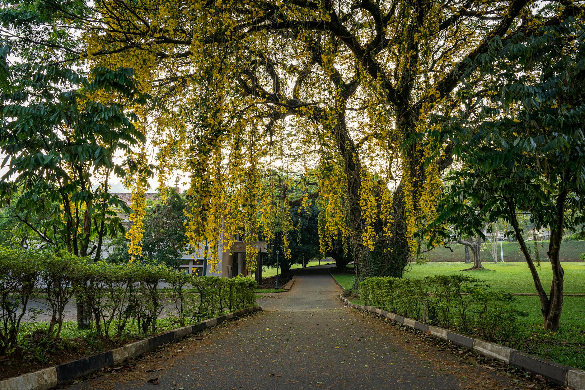 The Lifestyle — Peradeniya