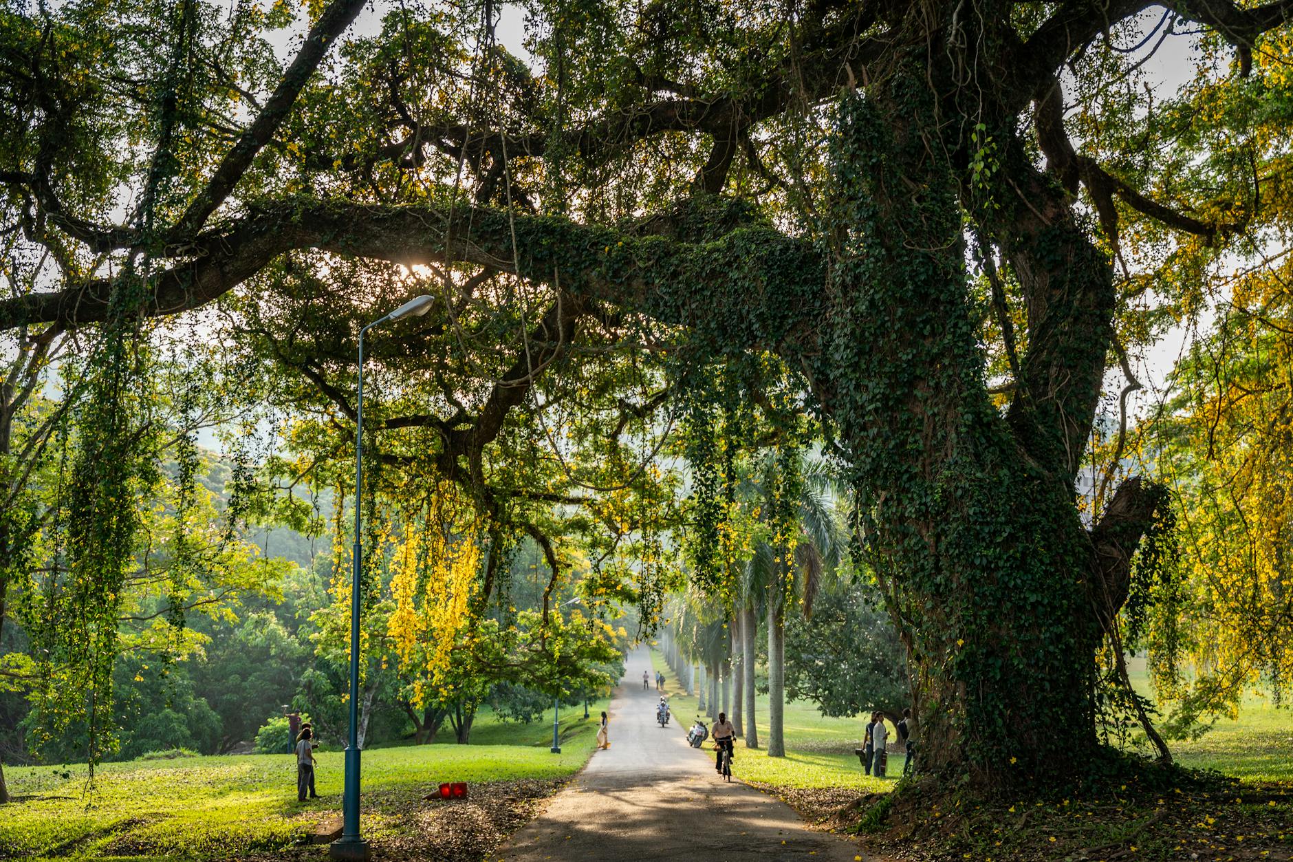 What to Expect — Peradeniya
