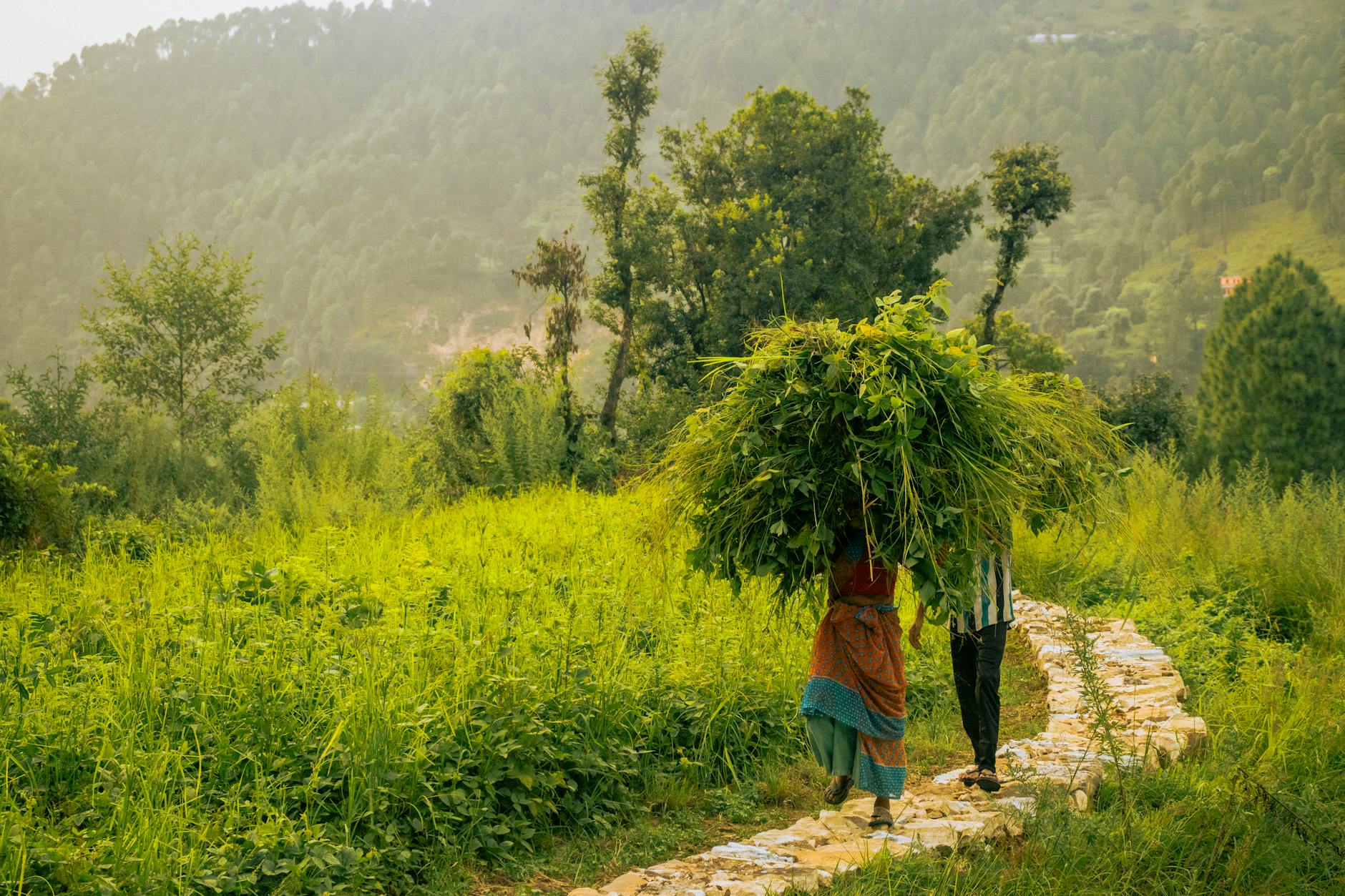 The Lifestyle — Rajpur
