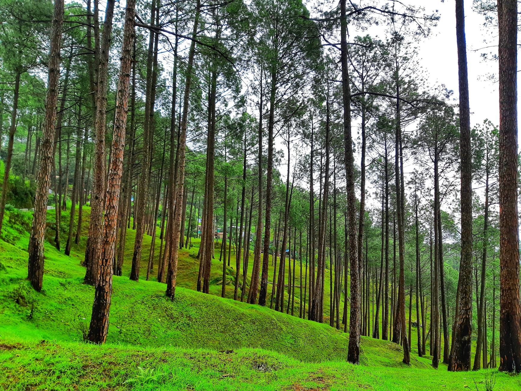 What to Expect — Ranikhet