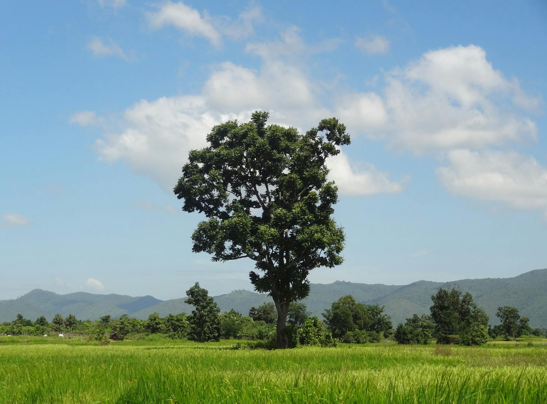What to Expect — Ratanakiri