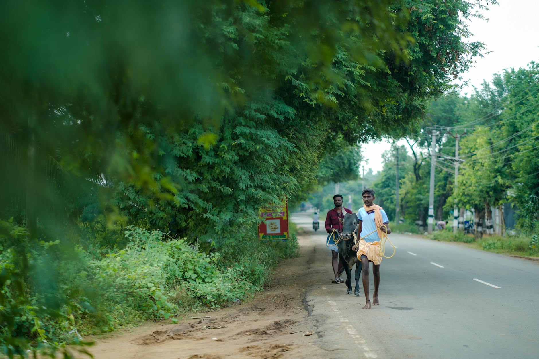 The Lifestyle — Thalli
